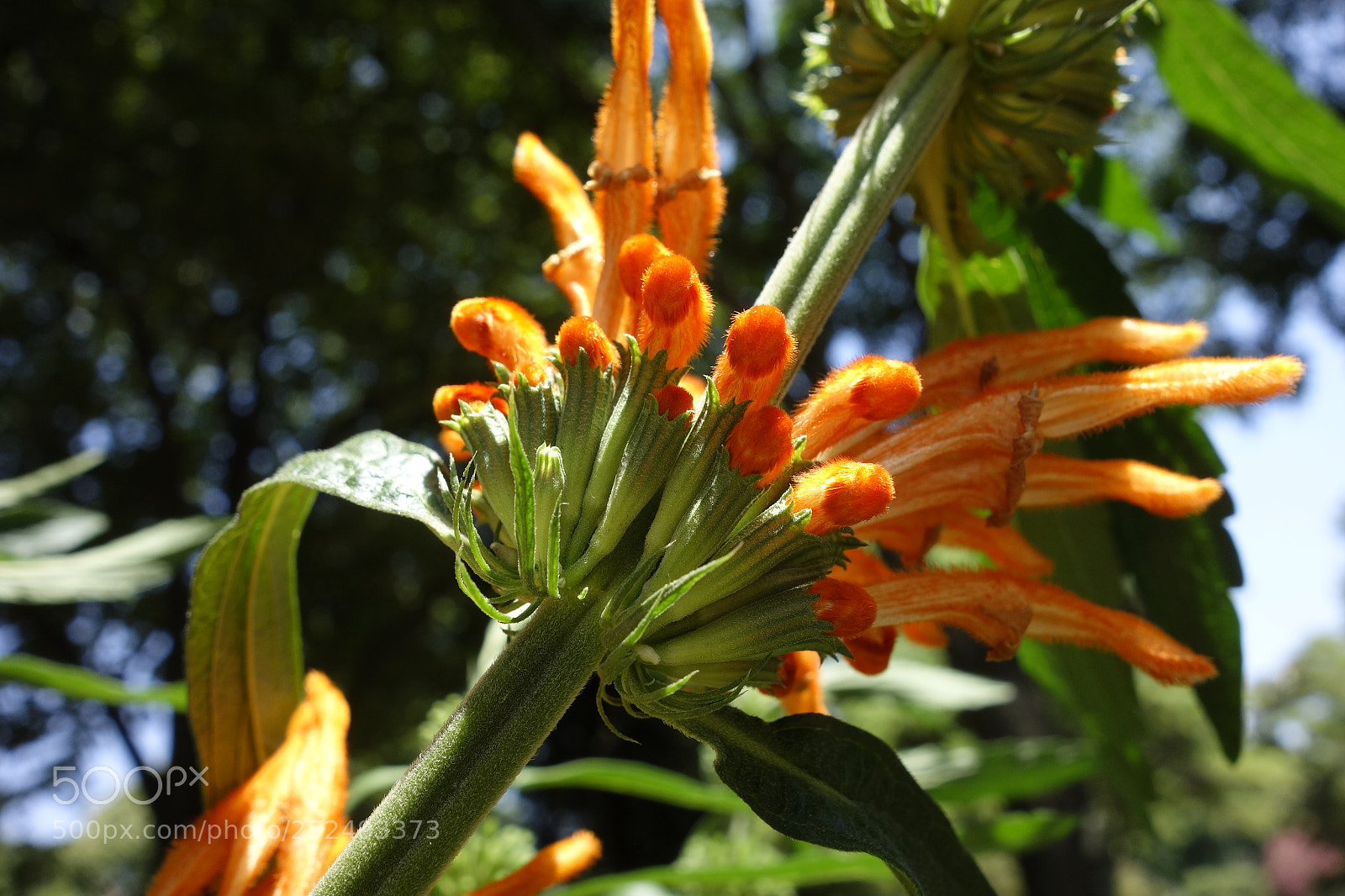 Sony Cyber-shot DSC-RX100 sample photo. Leonotis leonurus photography