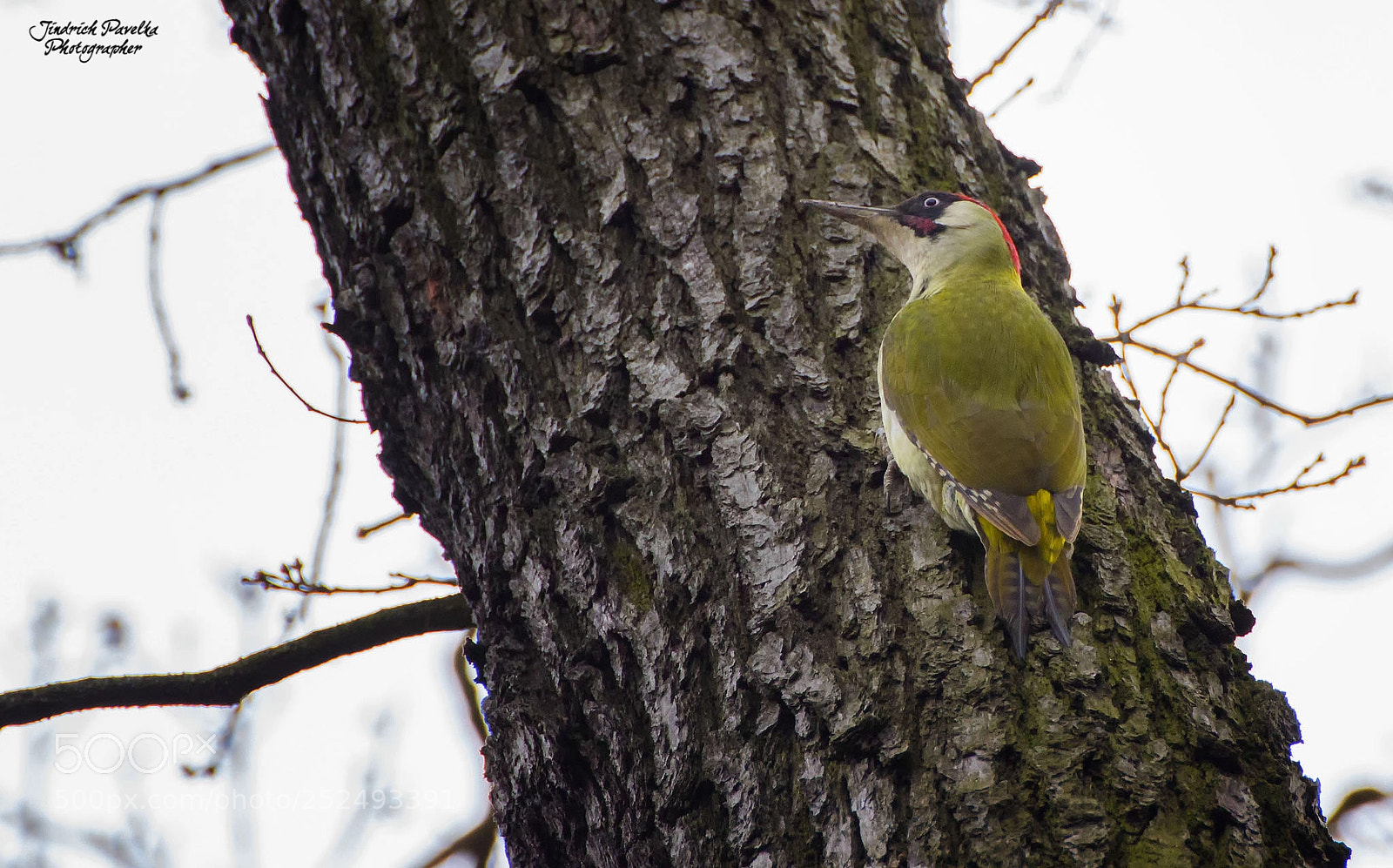 Canon EOS 100D (EOS Rebel SL1 / EOS Kiss X7) sample photo. European green woodpecker photography
