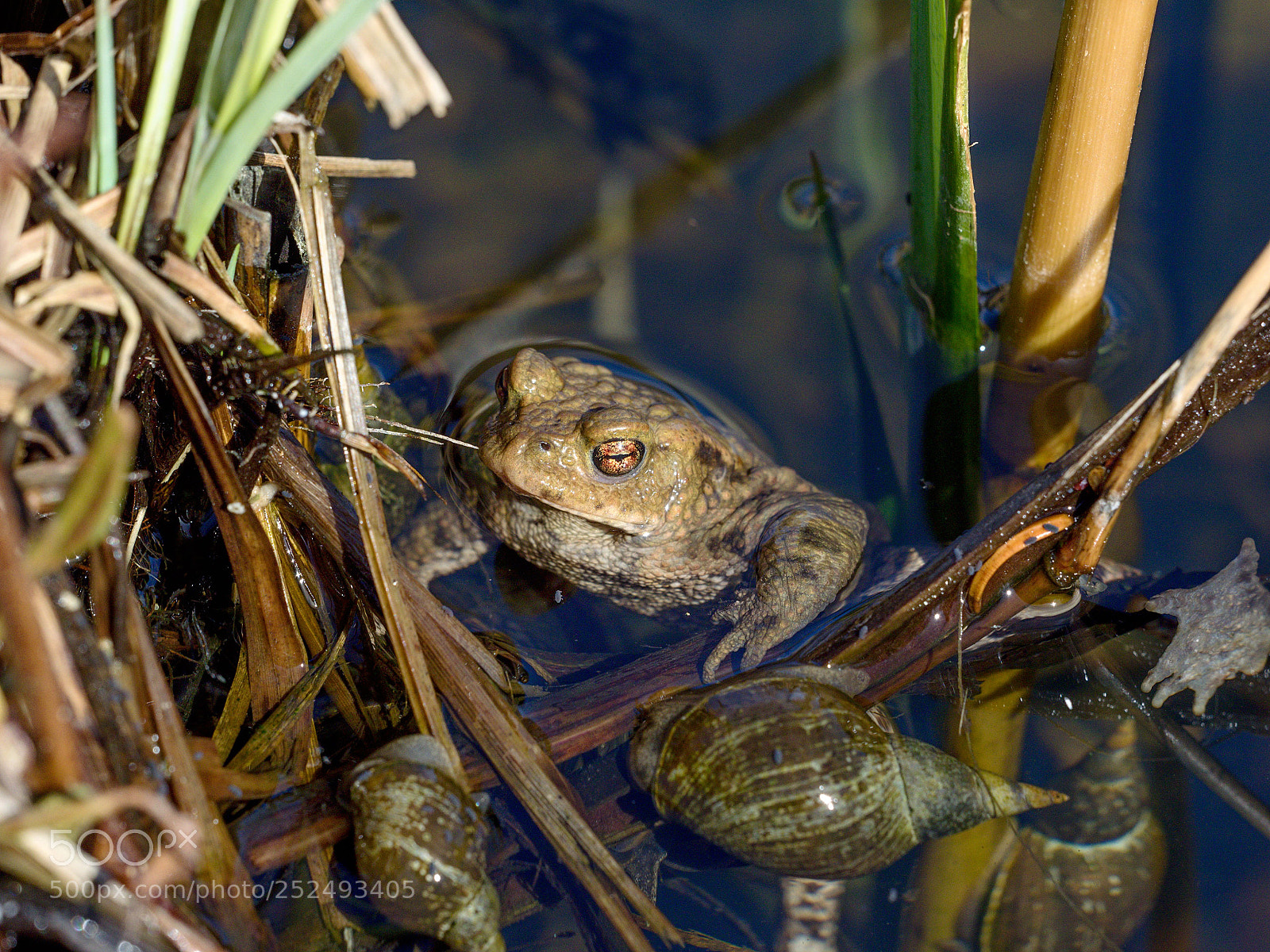 Olympus OM-D E-M1 sample photo. Frosch photography