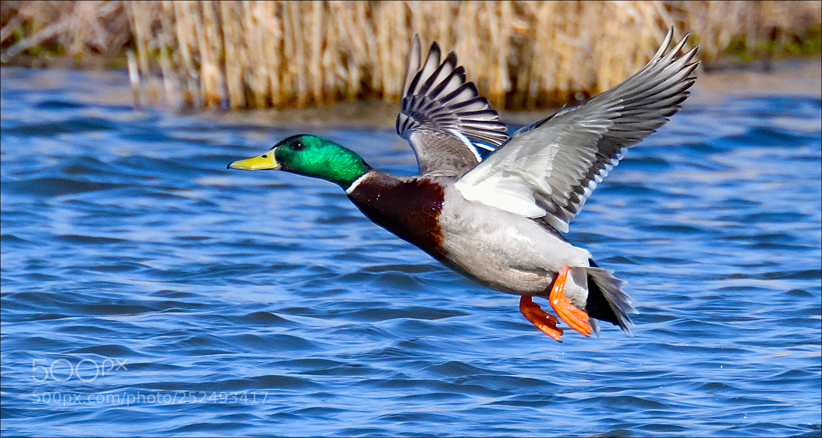 Nikon D500 sample photo. Flying bird photography
