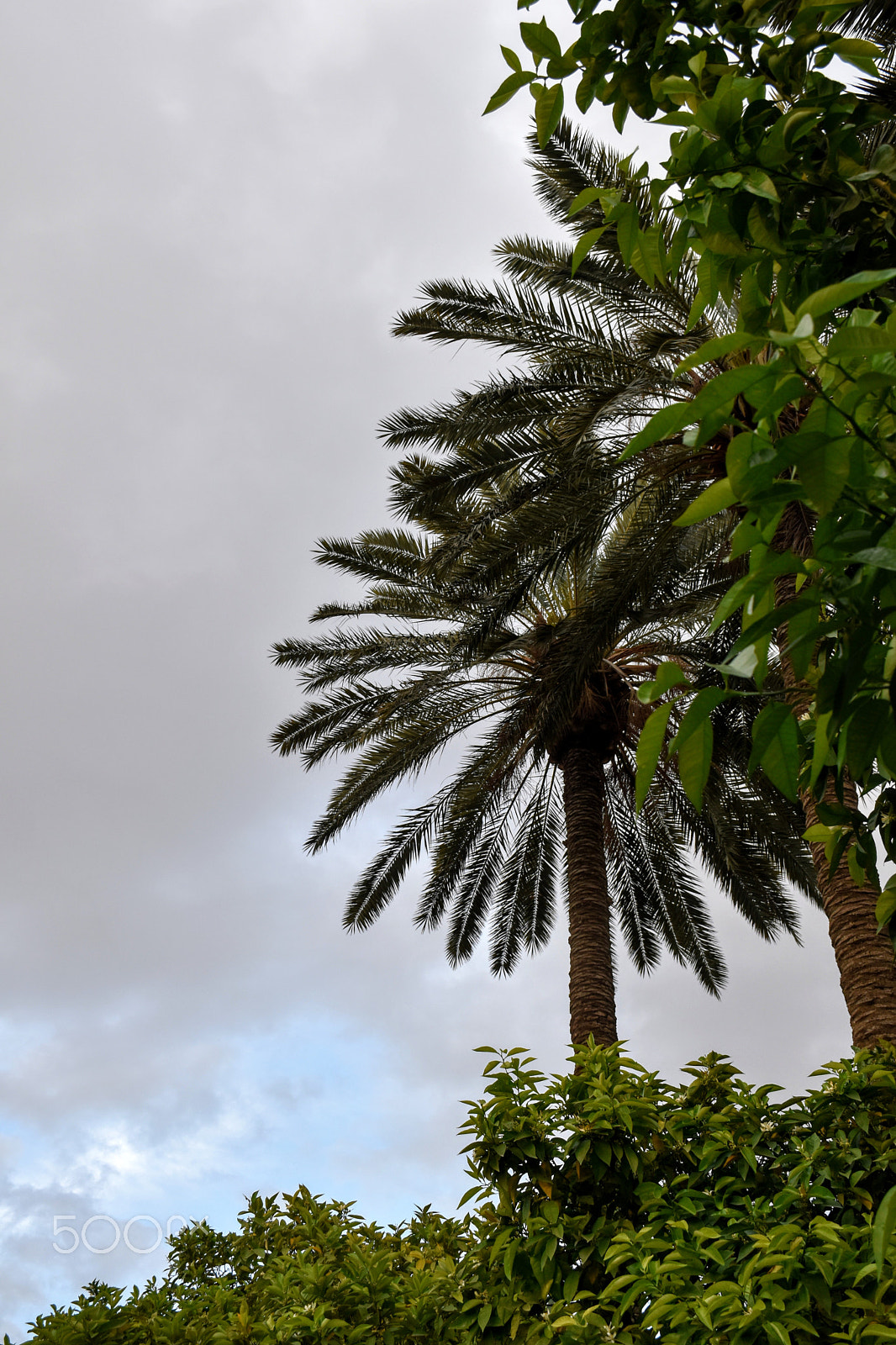 Nikon D5600 sample photo. Palm and trees photography