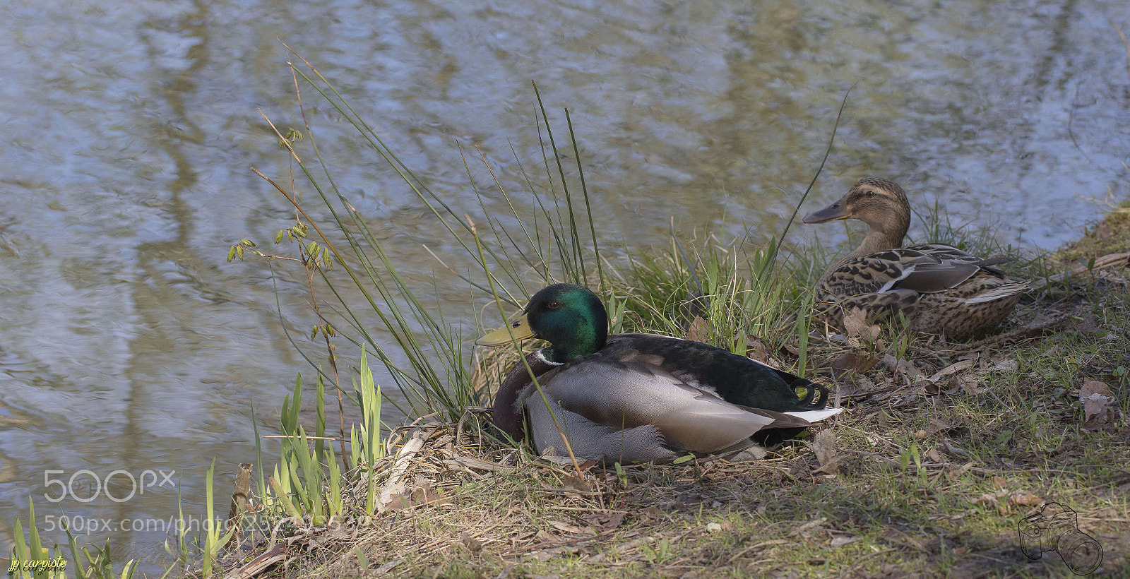 Canon EOS 5DS R sample photo. Couple de canards photography