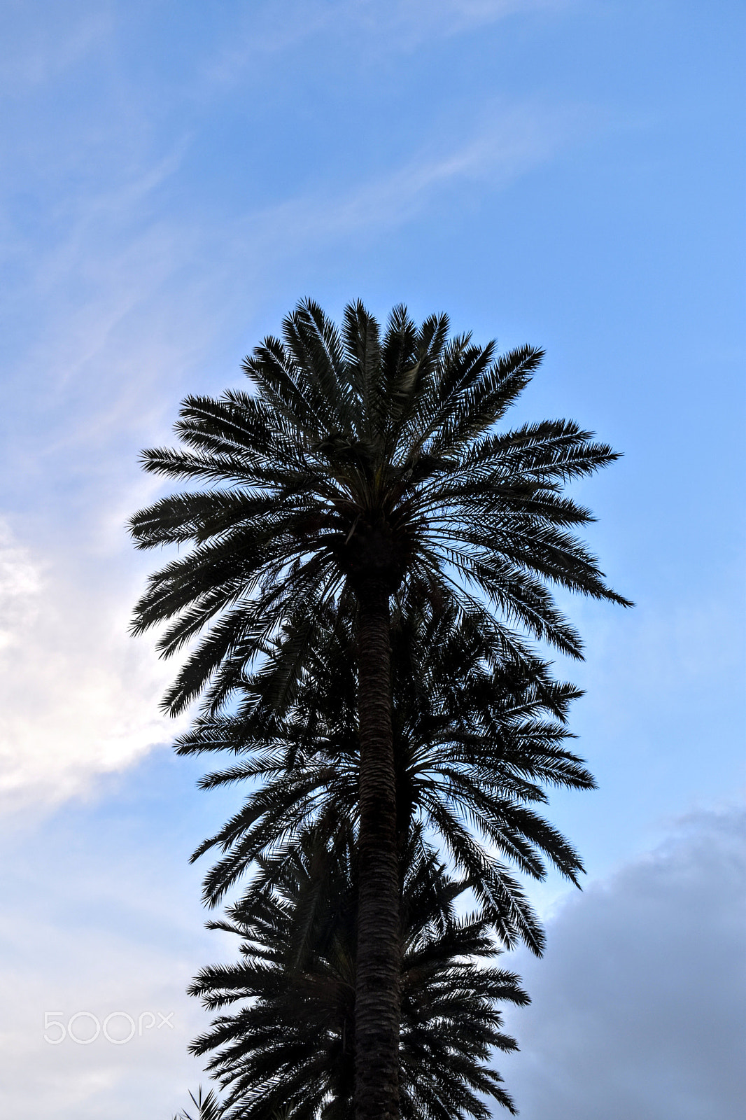 Nikon D5600 sample photo. Papm trees photography