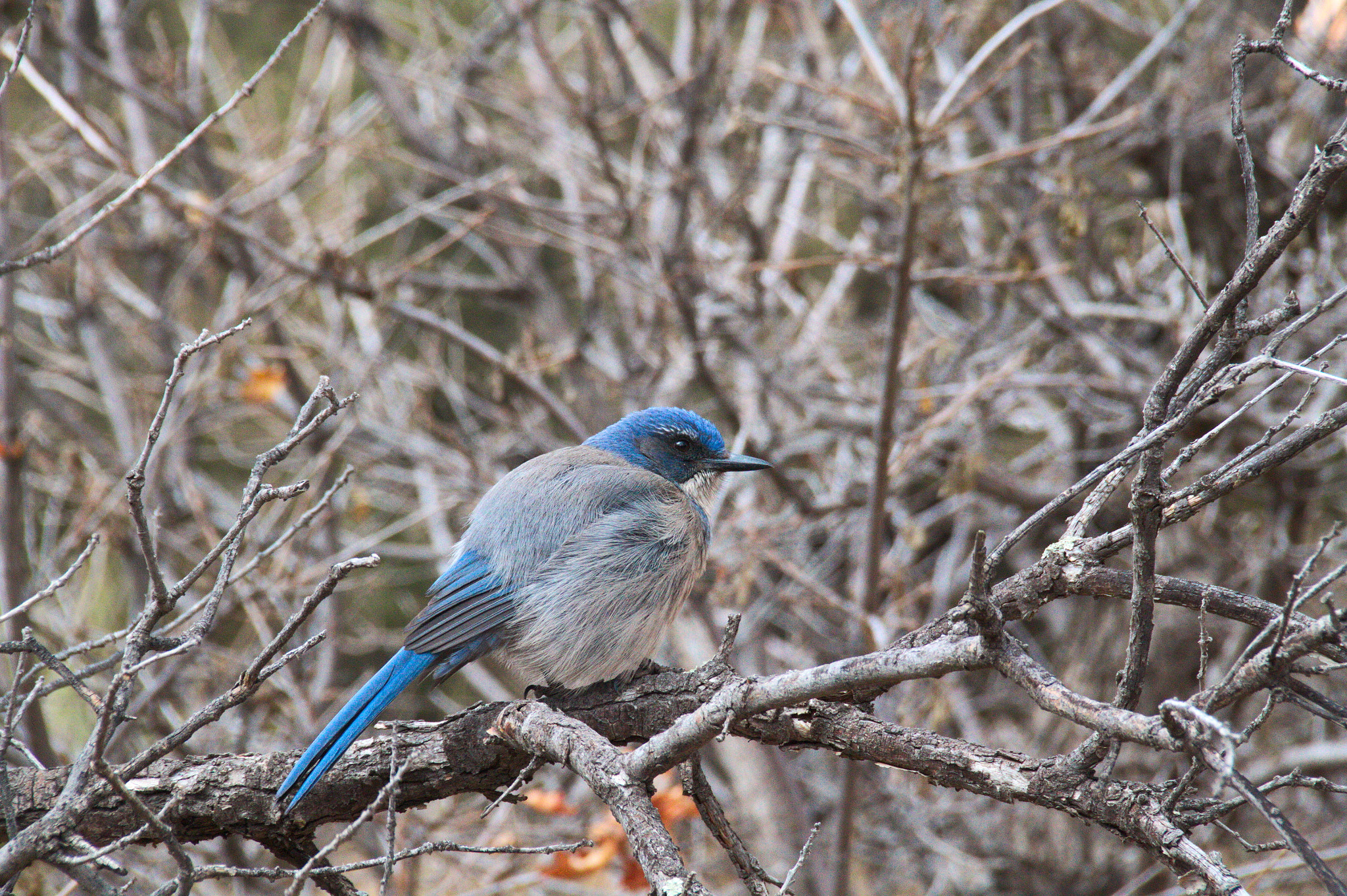 Canon EOS 500D (EOS Rebel T1i / EOS Kiss X3) sample photo. Blue jay in a fur coat photography