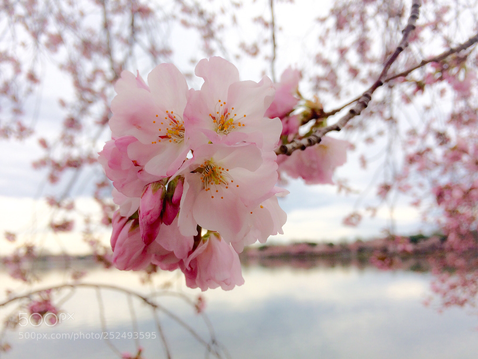 Apple iPhone 5s sample photo. Cherry blossoms photography