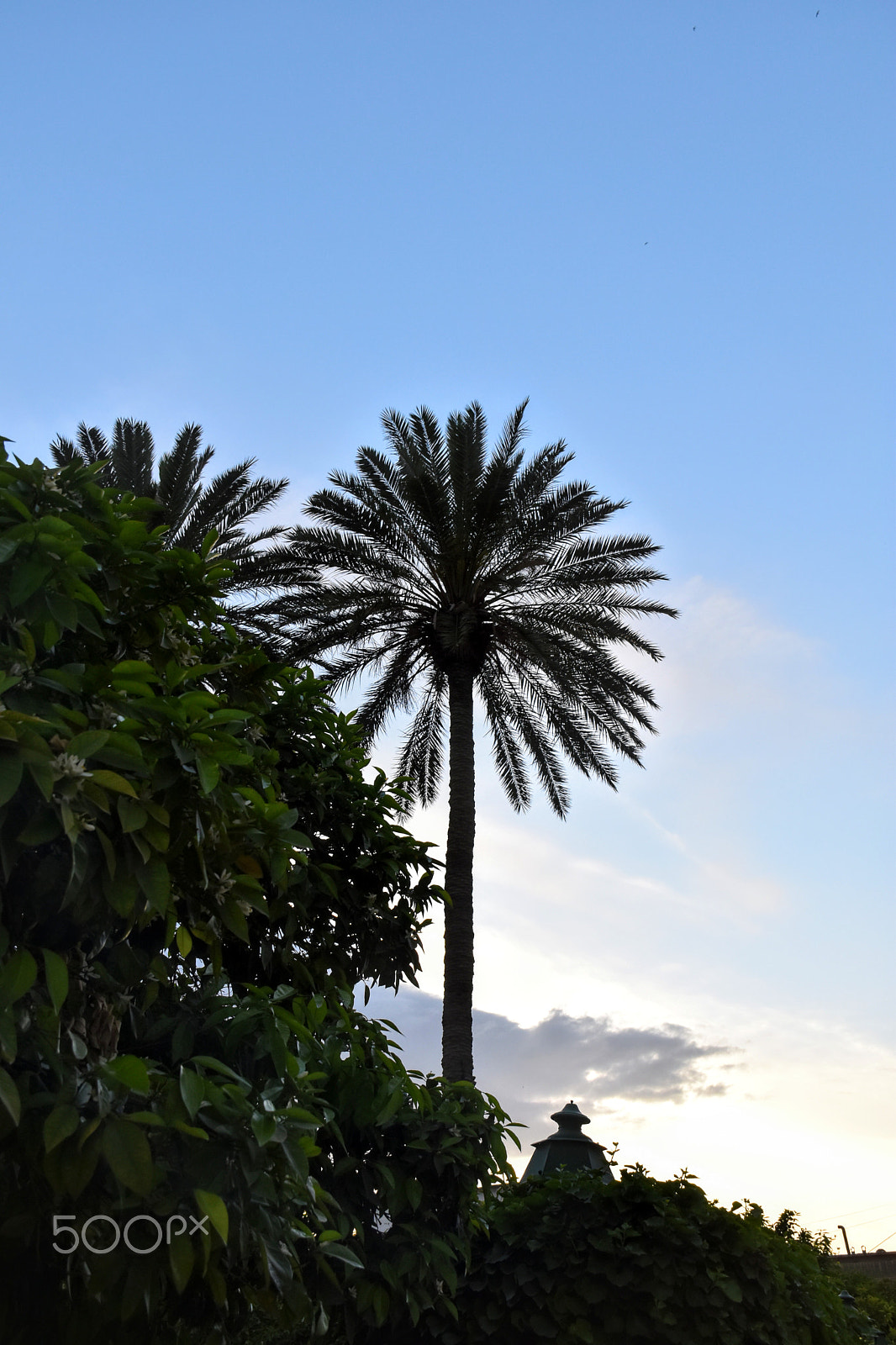 Nikon D5600 sample photo. Palm and sky photography