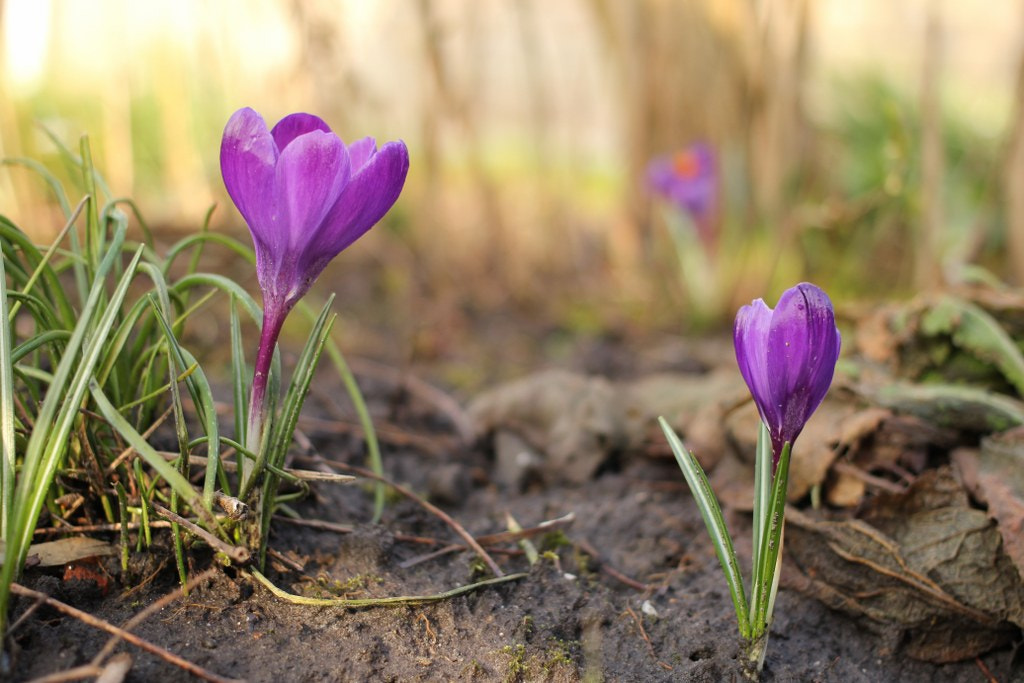 Canon EOS 60D + Canon EF 40mm F2.8 STM sample photo. Beautiful purple crocusses in the spring sunshine photography