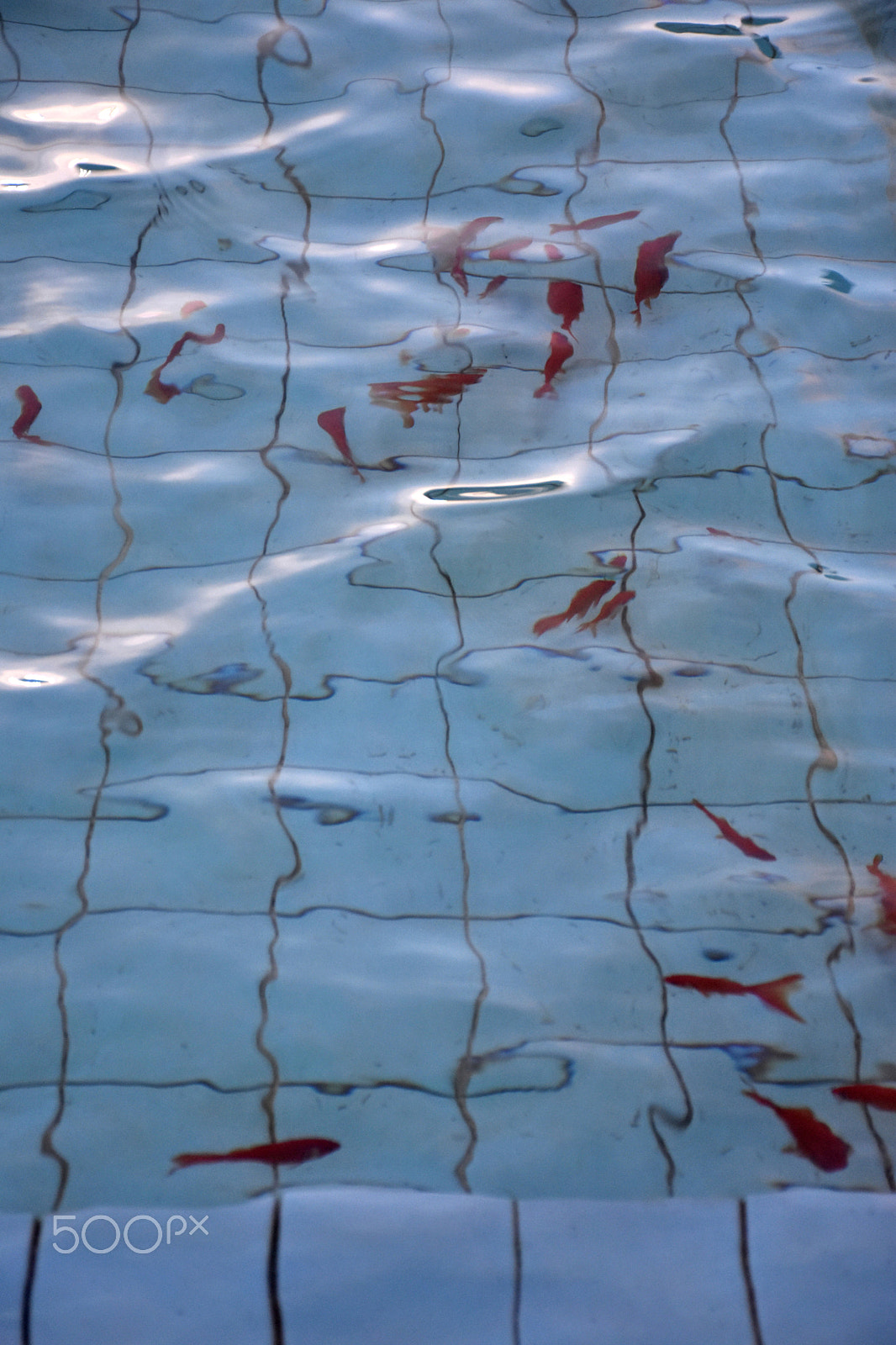 Nikon D5600 sample photo. Fish pool photography
