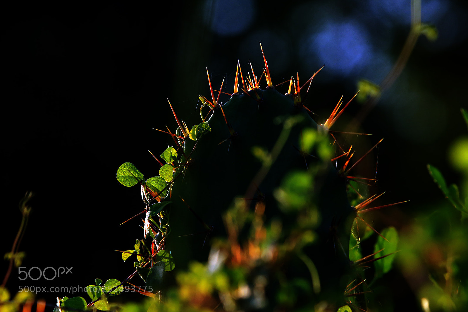 Canon EOS 7D Mark II sample photo. Thorn photography