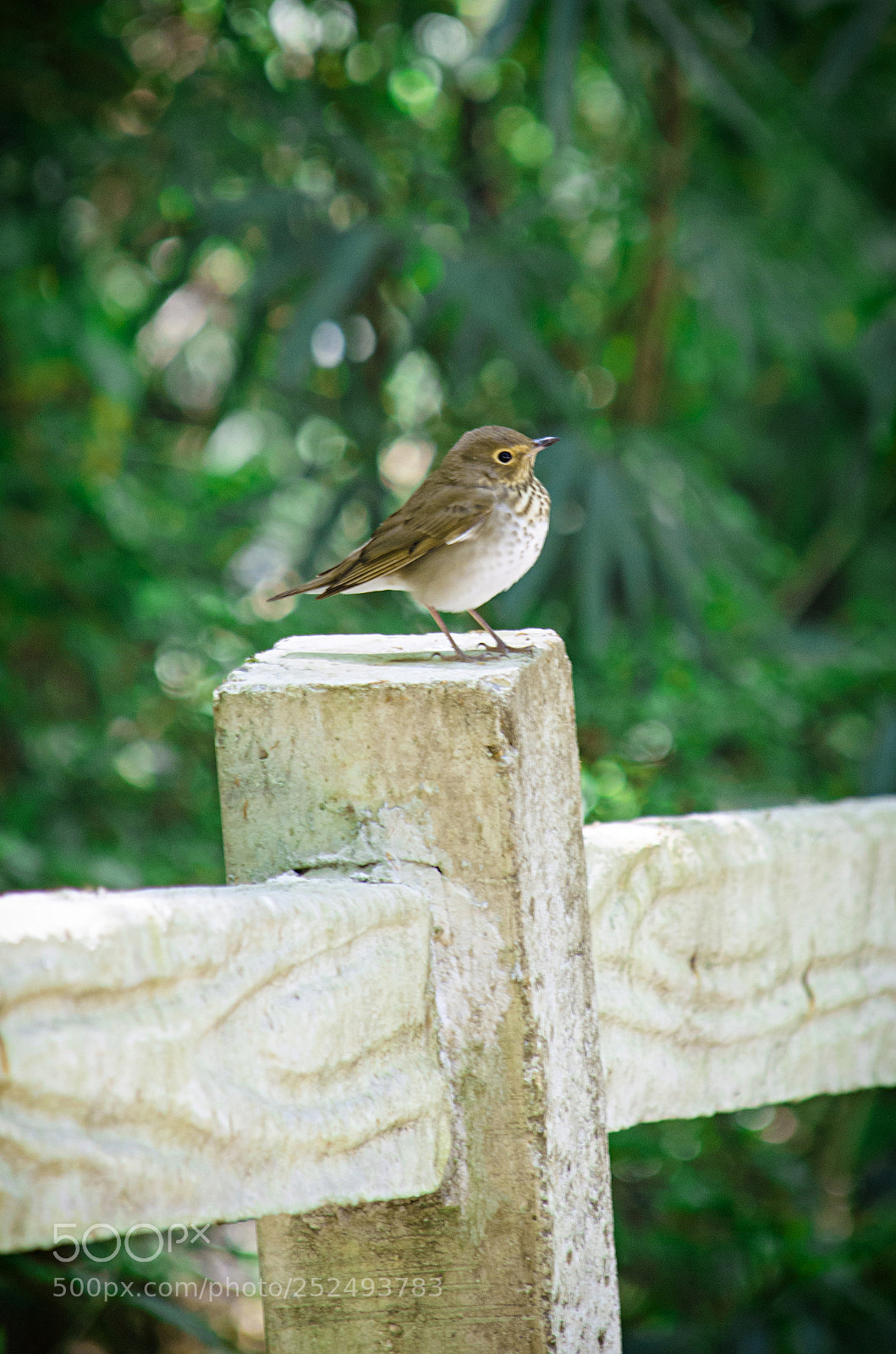 Nikon D5100 sample photo. Bella naturaleza... photography