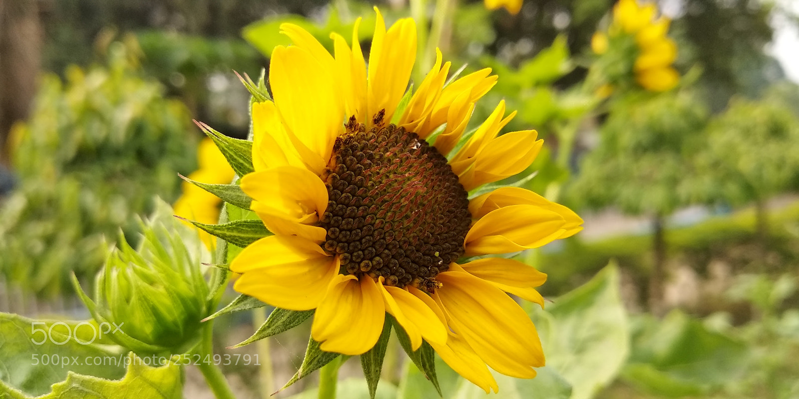 Xiaomi Redmi Note 5 sample photo. Yellow flower photography