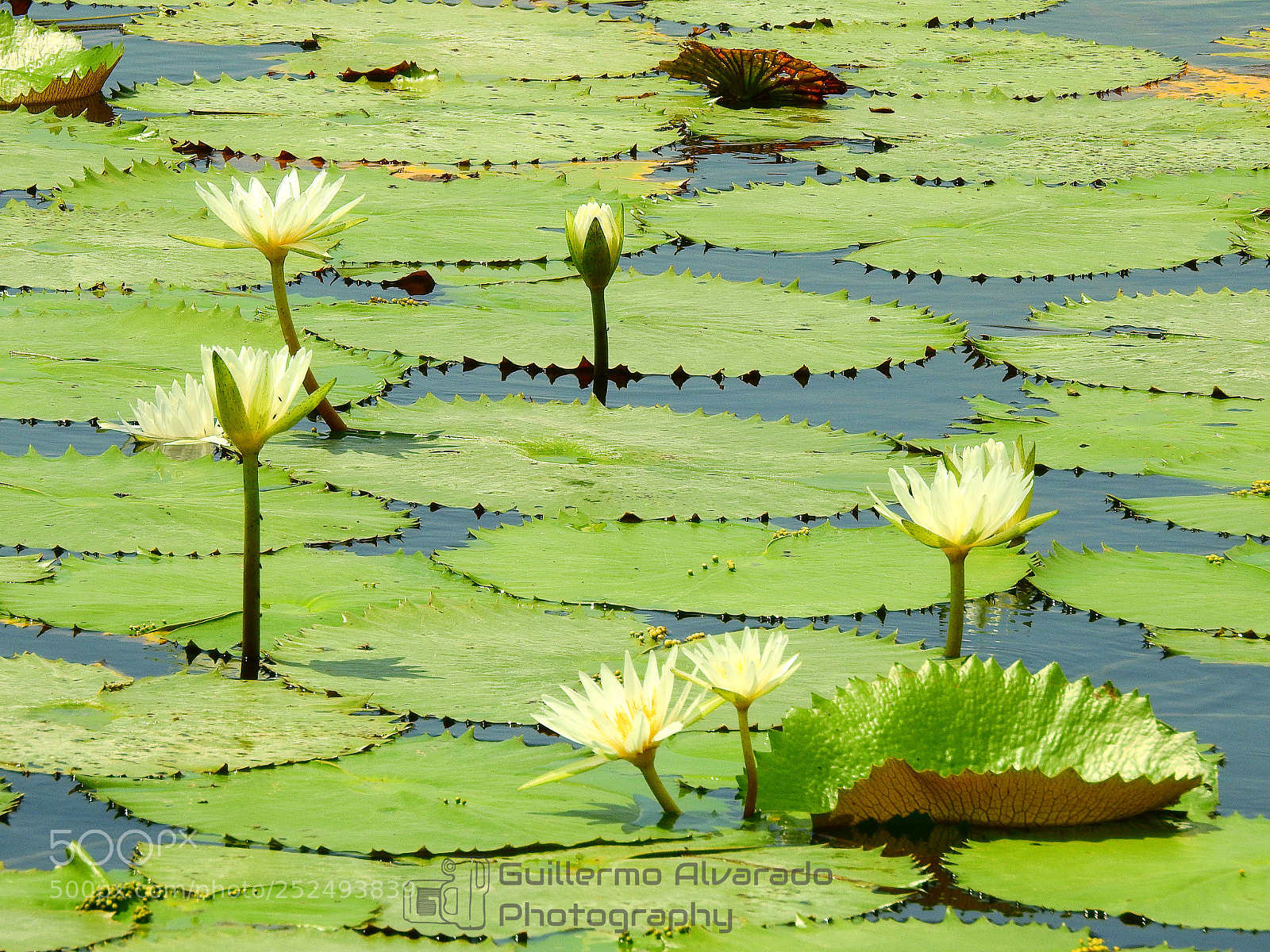 Nikon Coolpix P900 sample photo. Water lillie photography