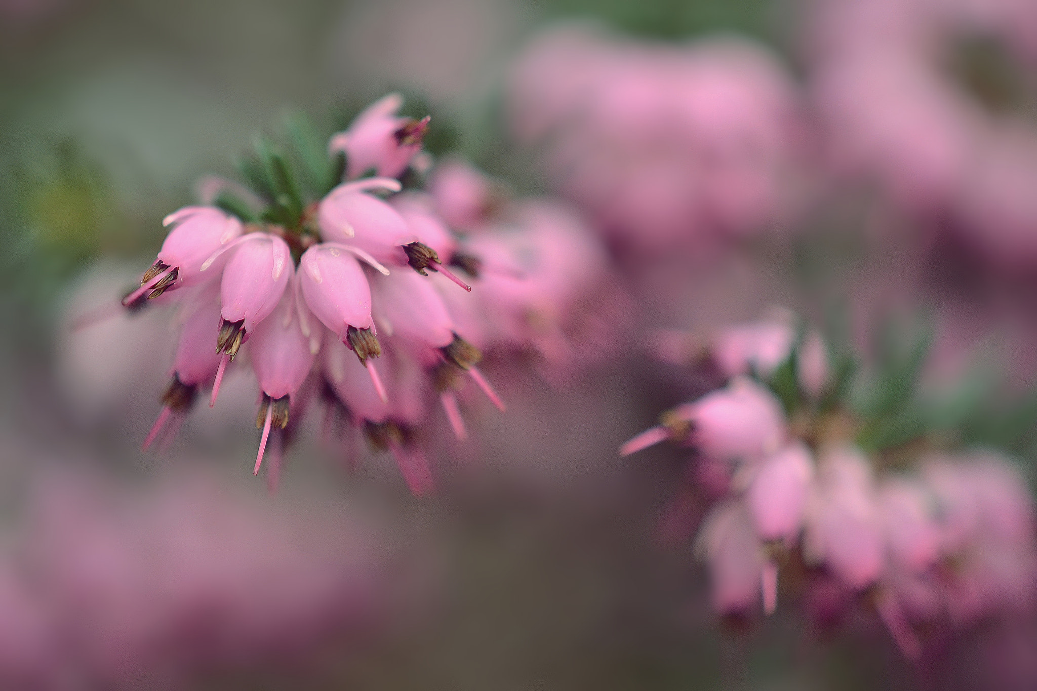 Nikon AF-S DX Micro-Nikkor 85mm F3.5G ED VR sample photo. Erica carnea photography