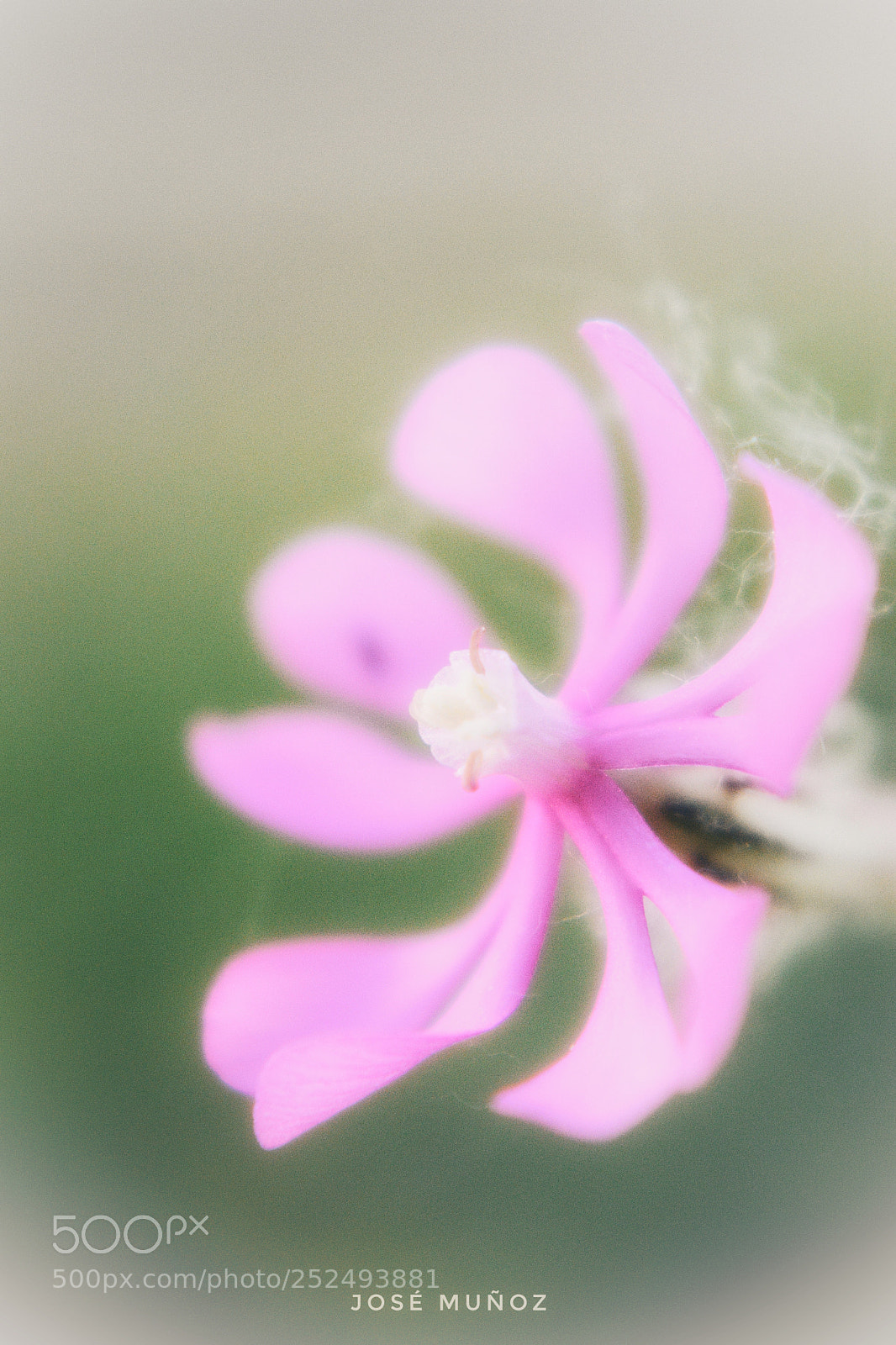 Nikon D3300 sample photo. Primavera minúscula photography