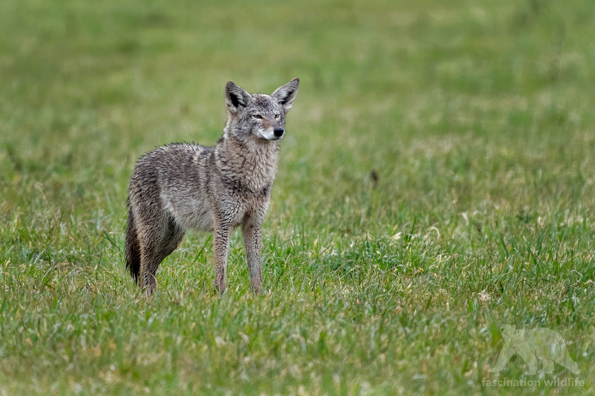 Nikon D850 + Sigma 150-600mm F5-6.3 DG OS HSM | S sample photo. Wet coyote photography