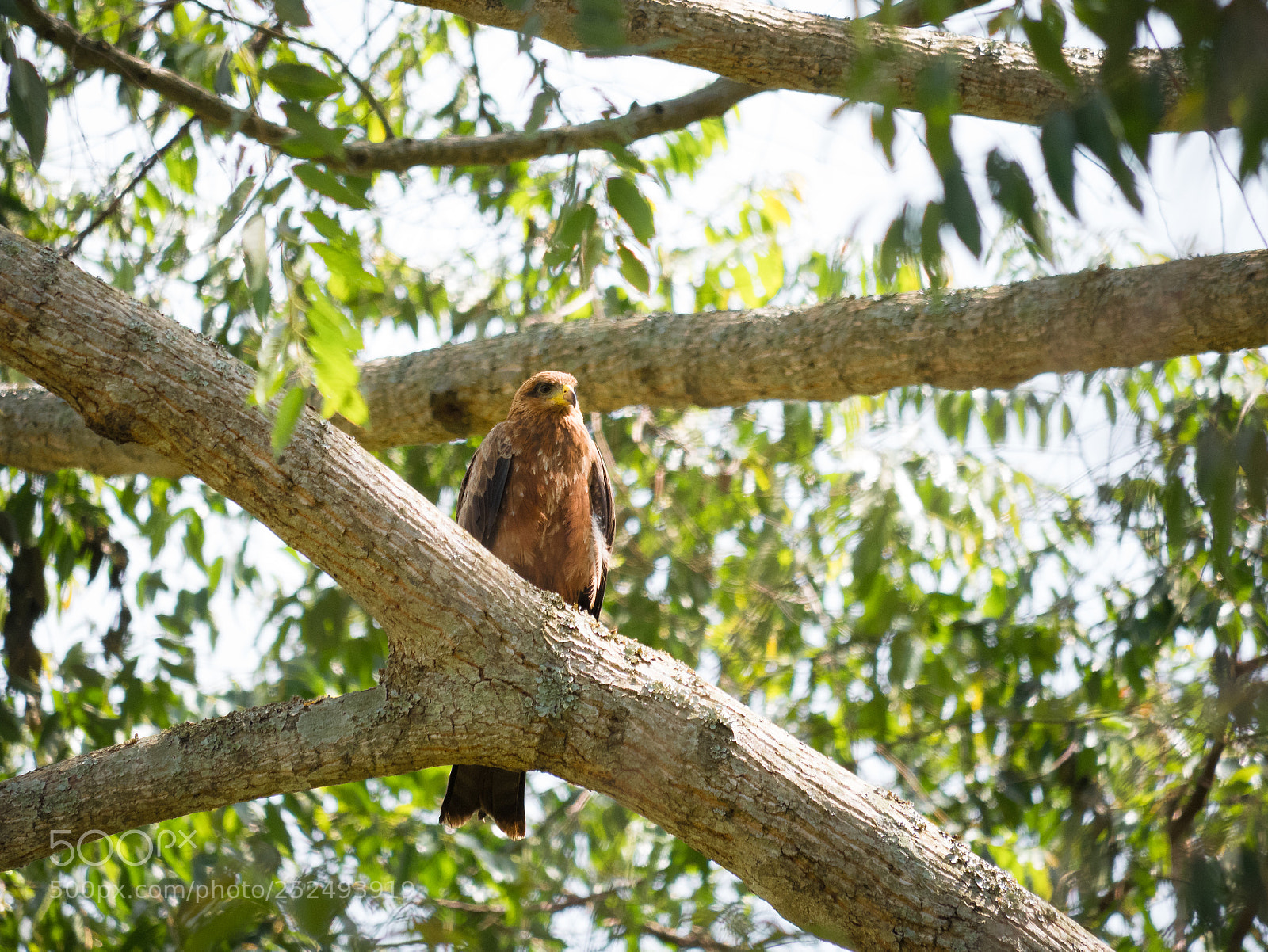 Panasonic Lumix DMC-GX85 (Lumix DMC-GX80 / Lumix DMC-GX7 Mark II) sample photo. The eagle photography