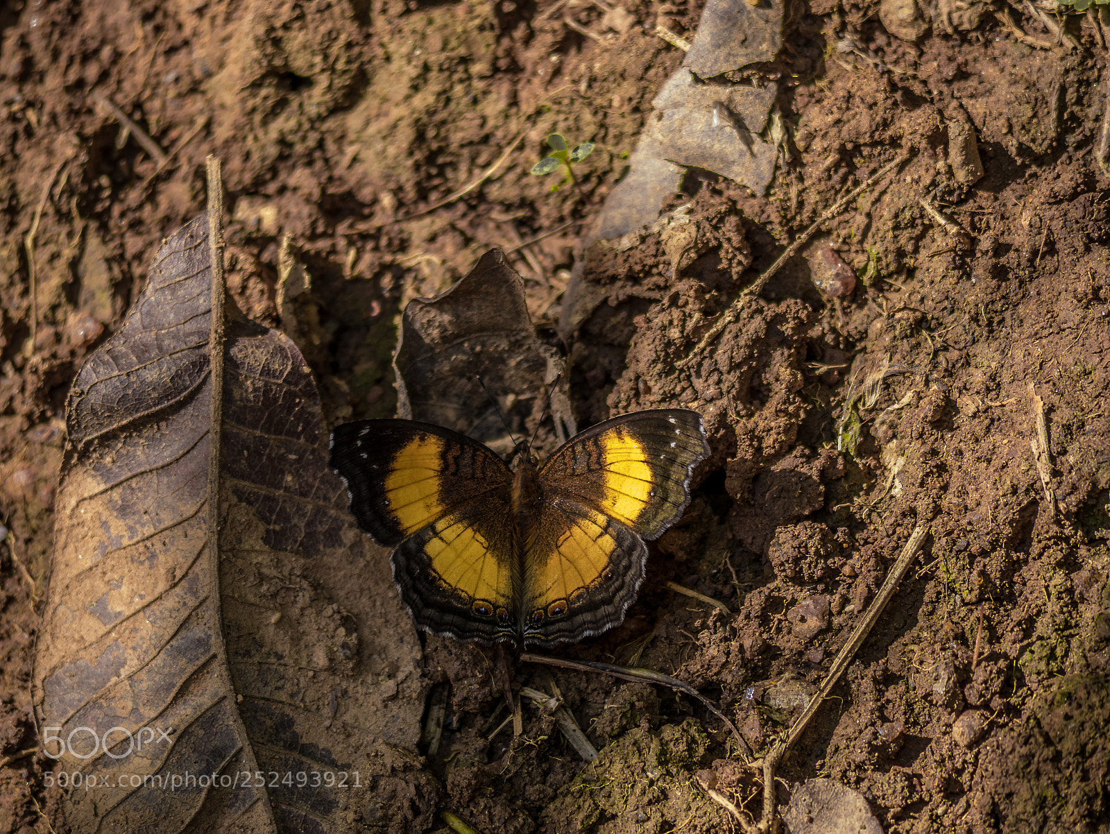 Panasonic Lumix DMC-GX85 (Lumix DMC-GX80 / Lumix DMC-GX7 Mark II) sample photo. Butterfly photography