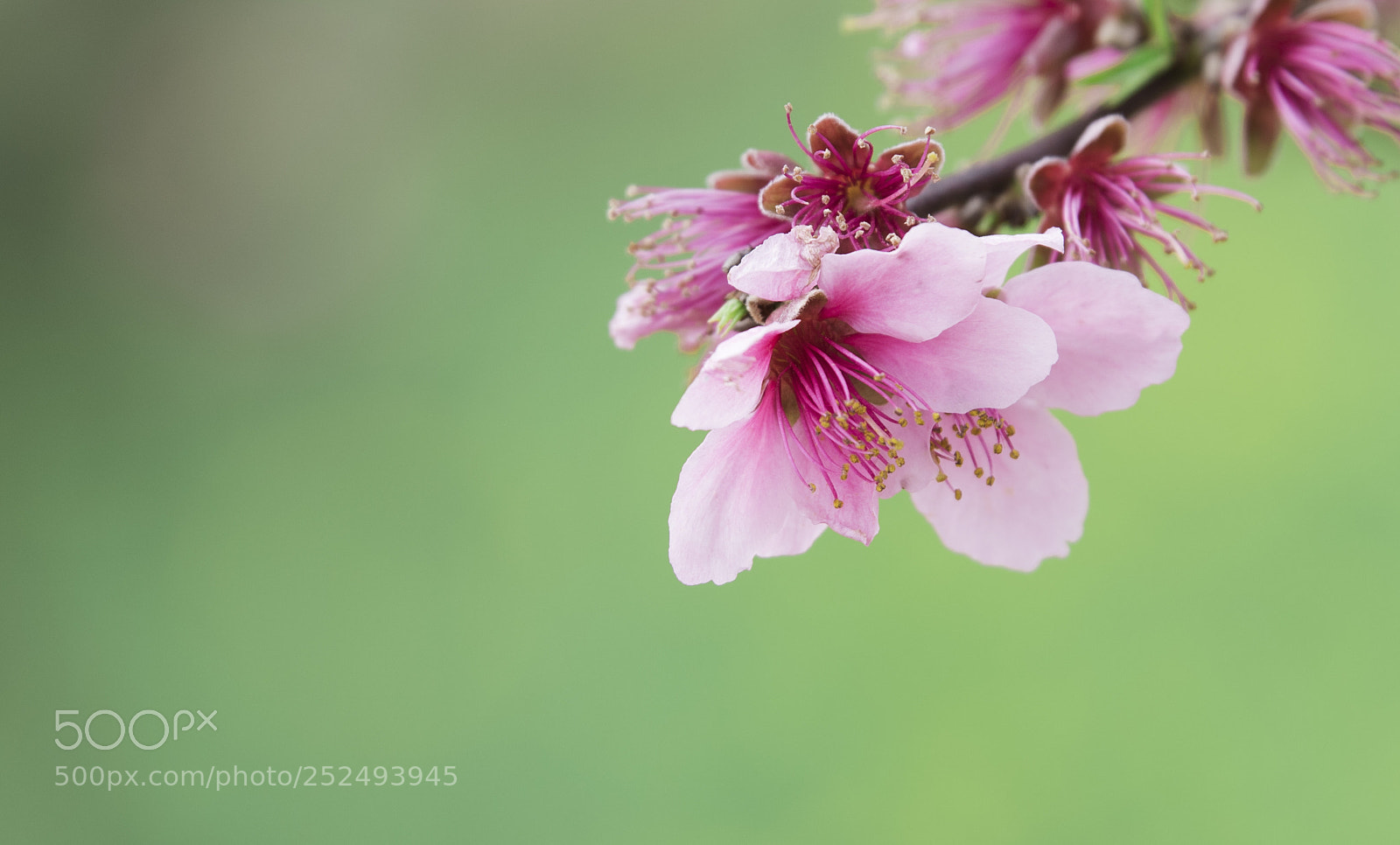 Nikon D810 sample photo. Untitled photography