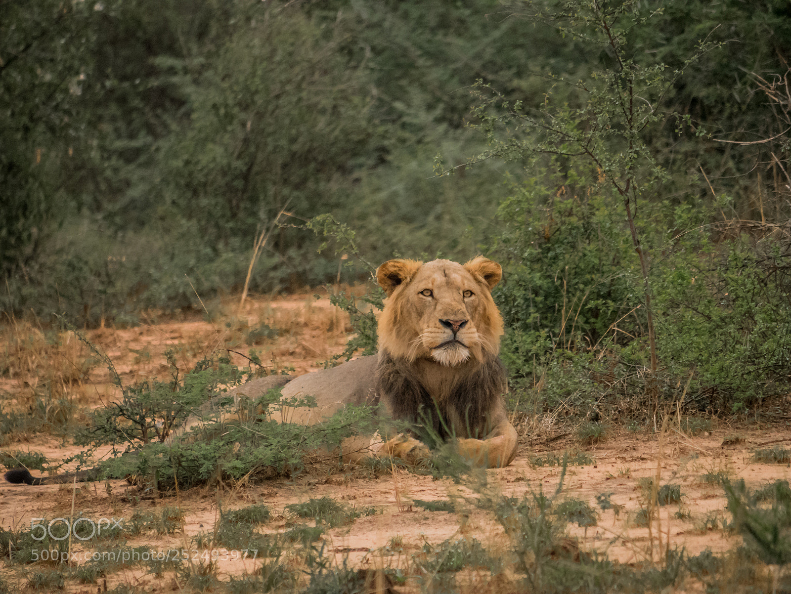 Panasonic Lumix DMC-GX85 (Lumix DMC-GX80 / Lumix DMC-GX7 Mark II) sample photo. The king of lion photography