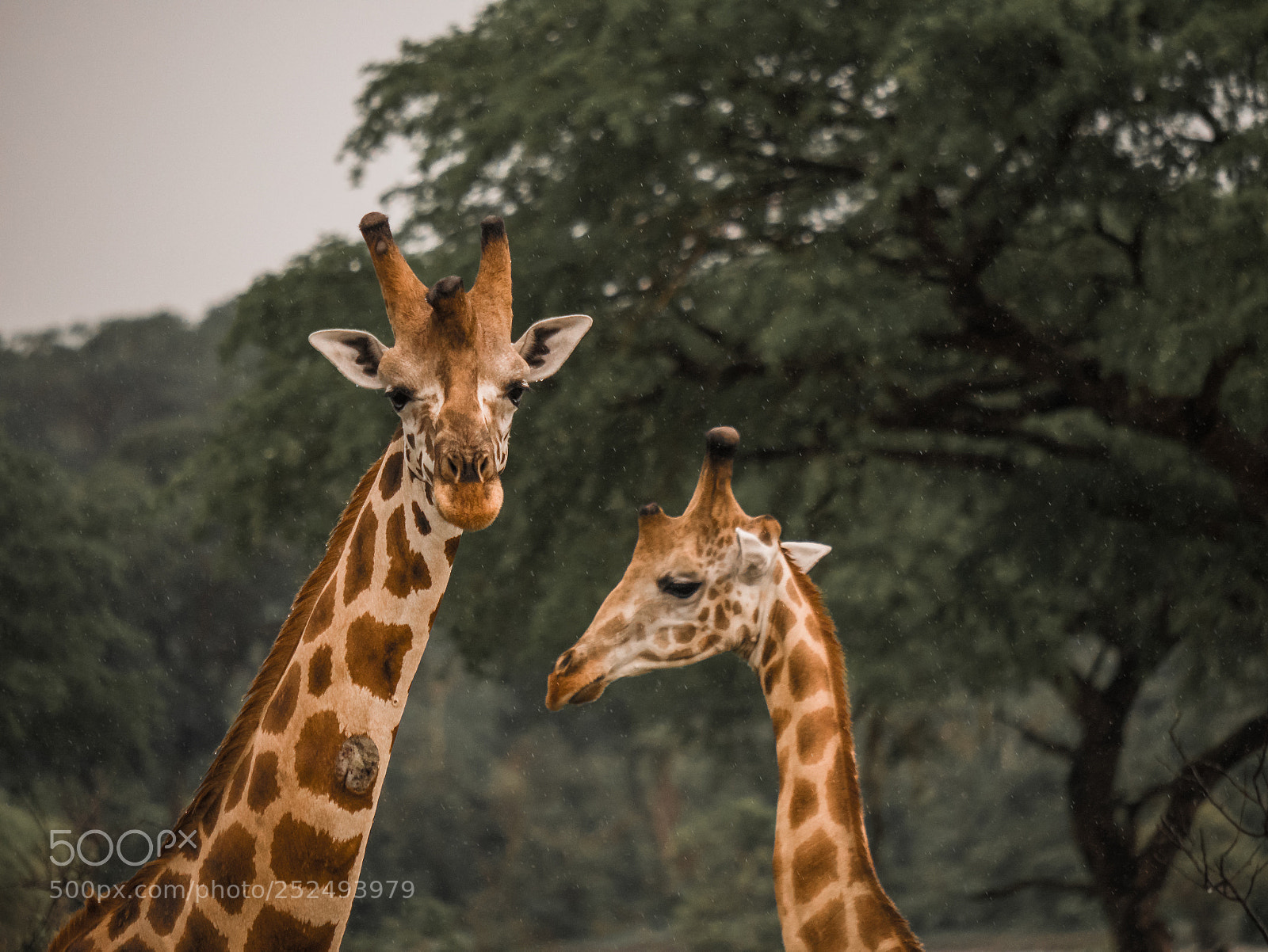 Panasonic Lumix DMC-GX85 (Lumix DMC-GX80 / Lumix DMC-GX7 Mark II) sample photo. Giraffe photography