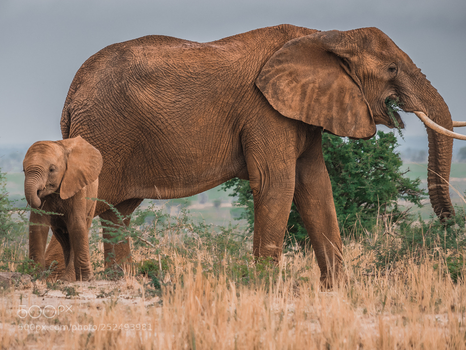 Panasonic Lumix DMC-GX85 (Lumix DMC-GX80 / Lumix DMC-GX7 Mark II) sample photo. Elephant family photography