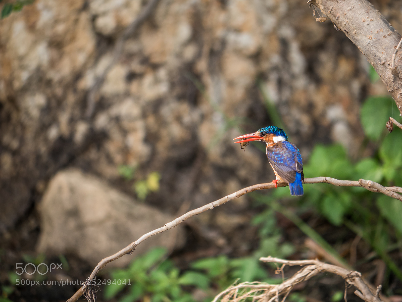 Panasonic Lumix DMC-GX85 (Lumix DMC-GX80 / Lumix DMC-GX7 Mark II) sample photo. Birdy photography
