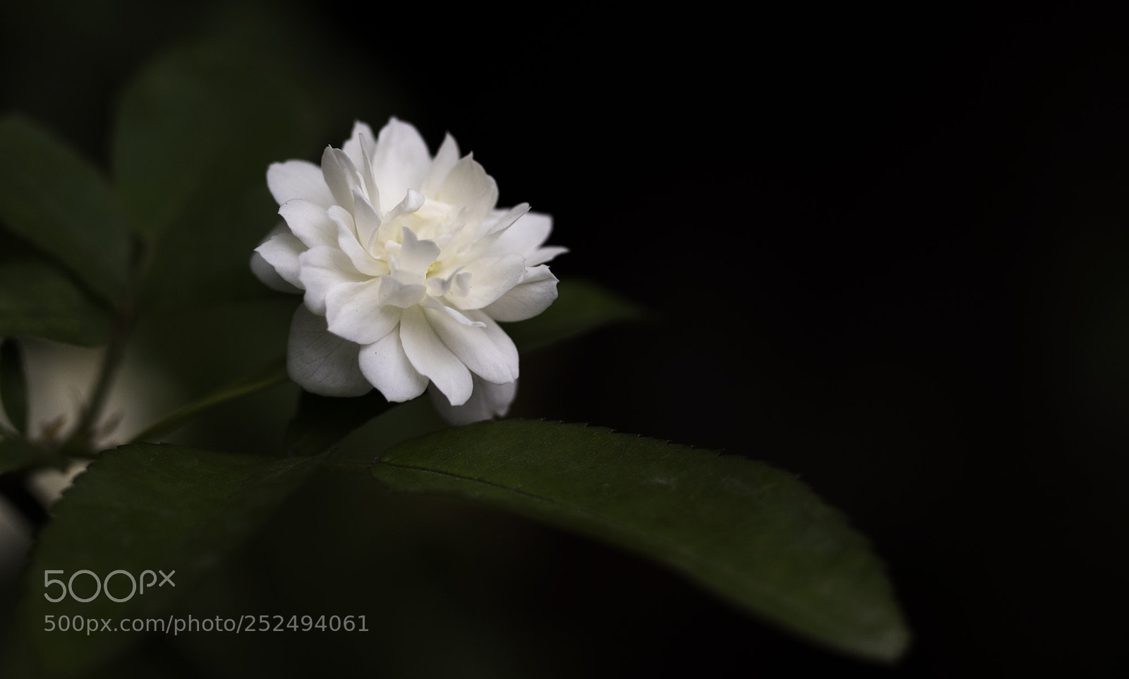 Nikon D810 sample photo. Untitled photography