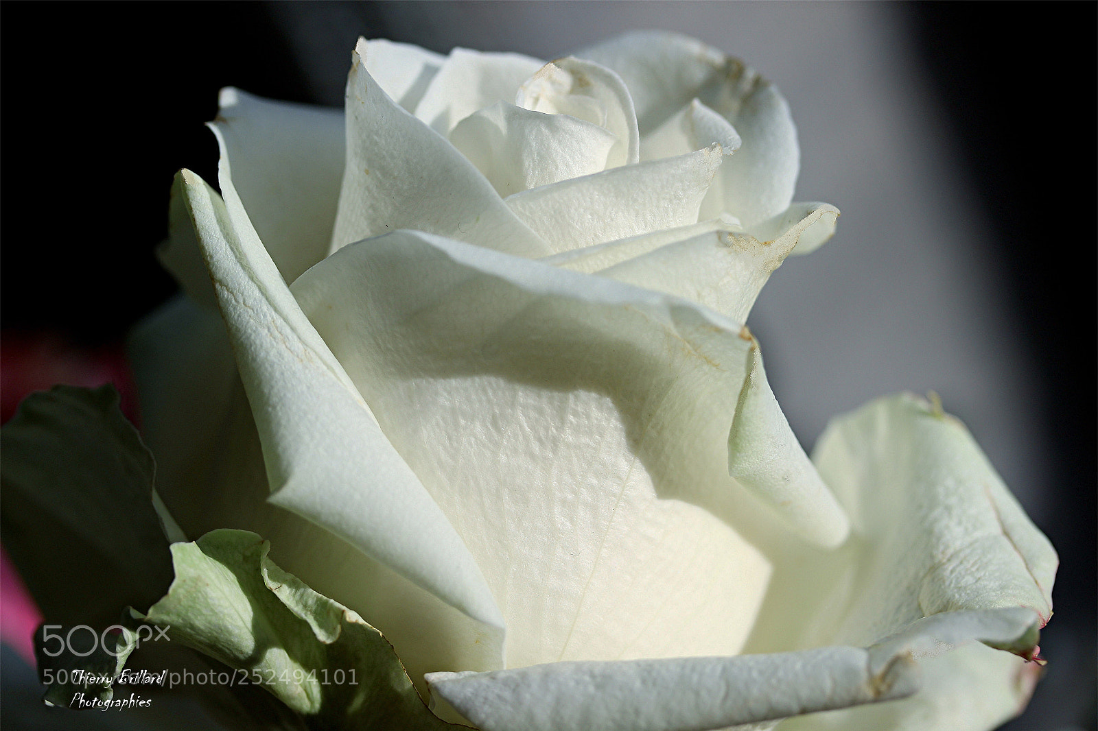 Canon EOS 600D (Rebel EOS T3i / EOS Kiss X5) sample photo. Rose blanche photography