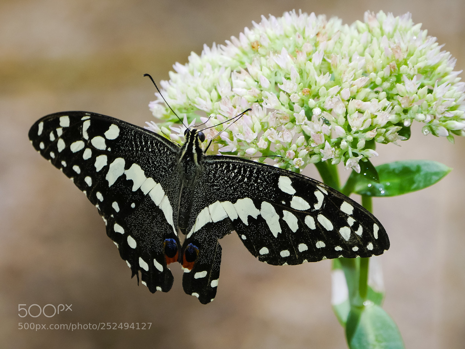 Panasonic Lumix DMC-GX8 sample photo. Butterfly photography