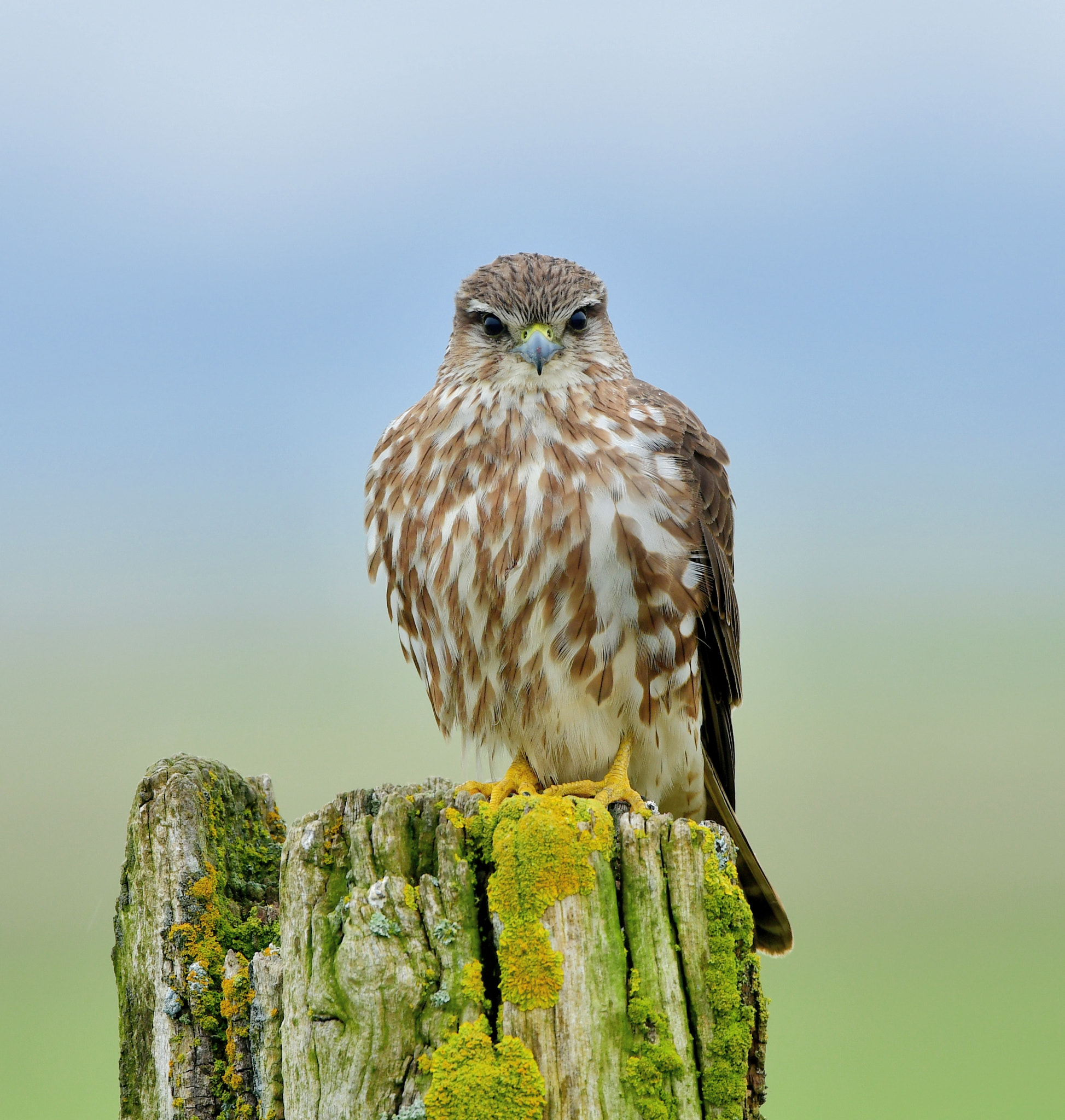 Nikon D500 + Nikon AF-S Nikkor 500mm F4G ED VR sample photo. Smelleken photography