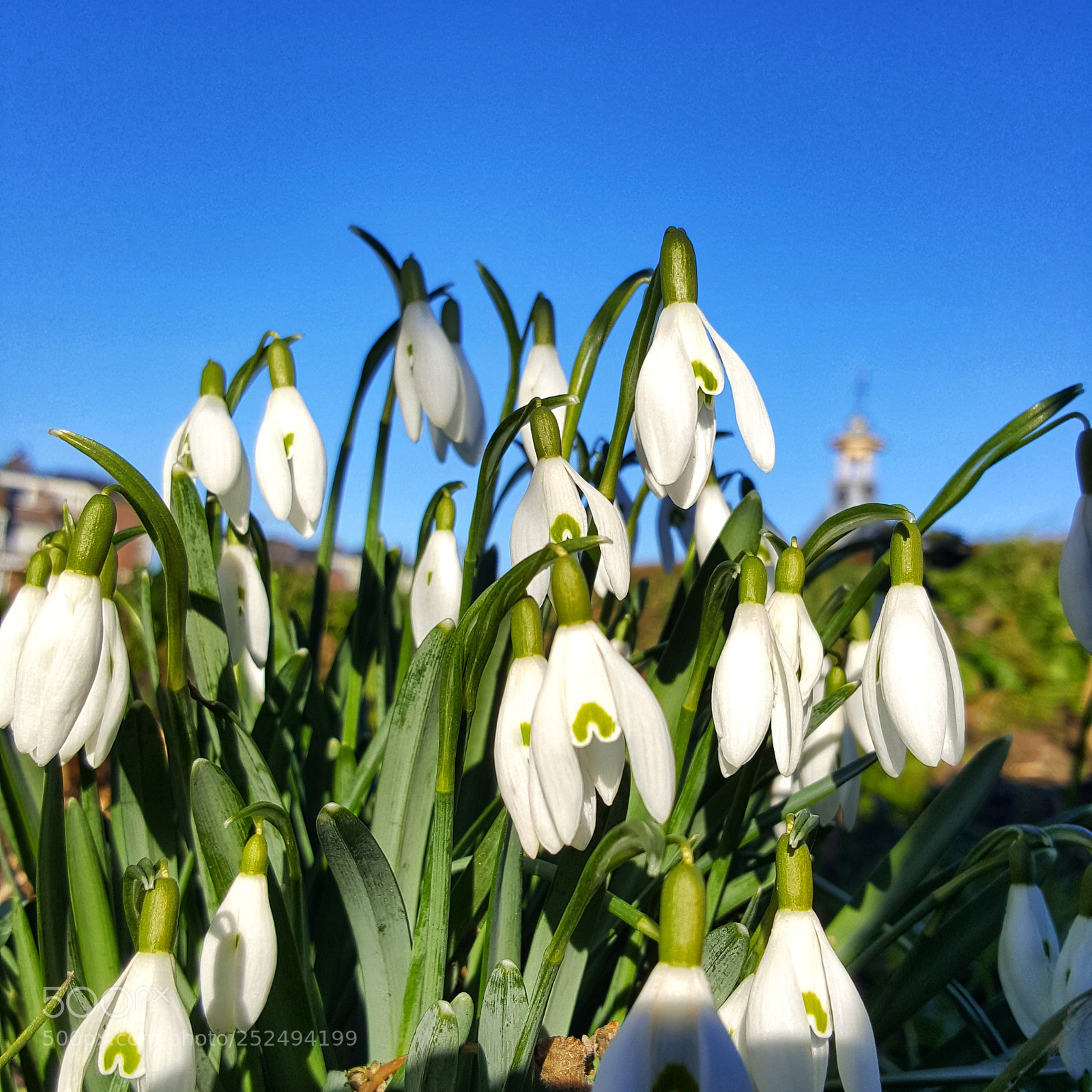 Samsung Galaxy S6 sample photo. • snowdrops • photography