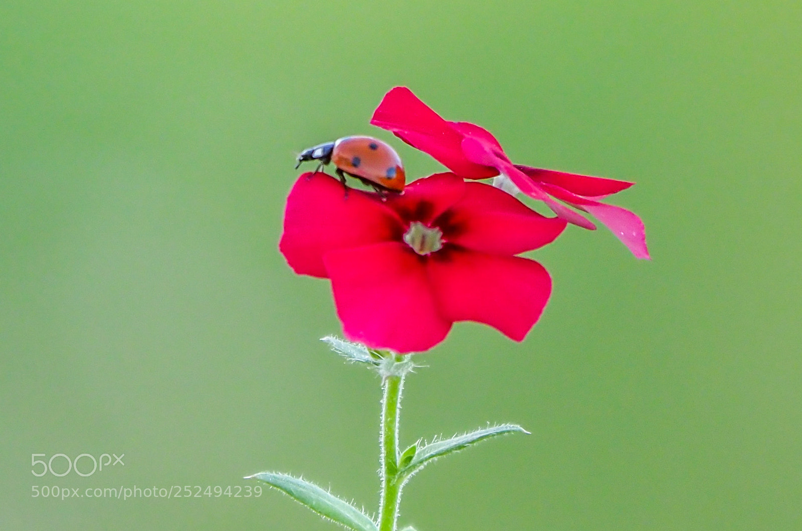 Olympus OM-D E-M1 Mark II sample photo. Ladybug photography