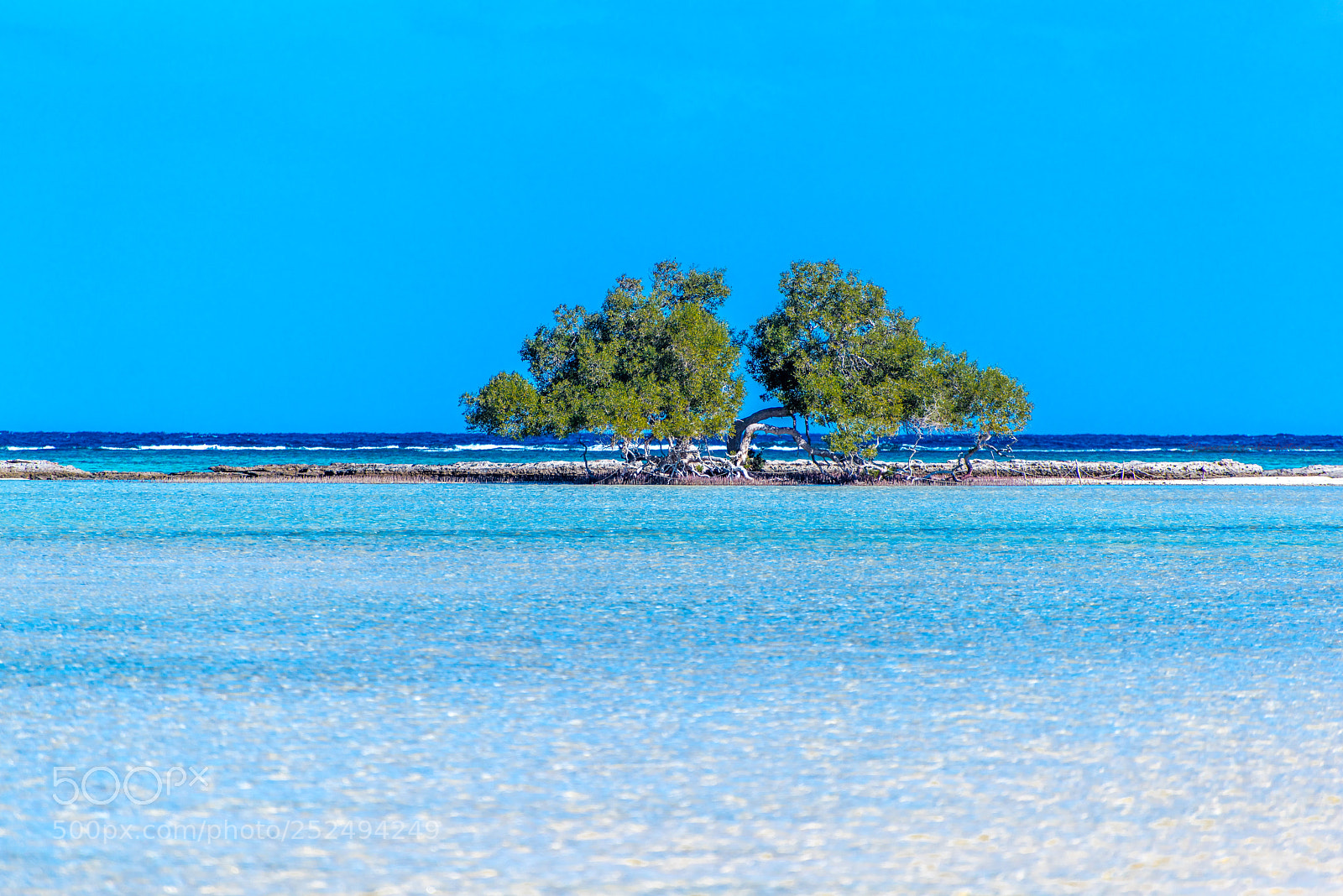 Nikon D810 sample photo. The lone mangrove closeup photography