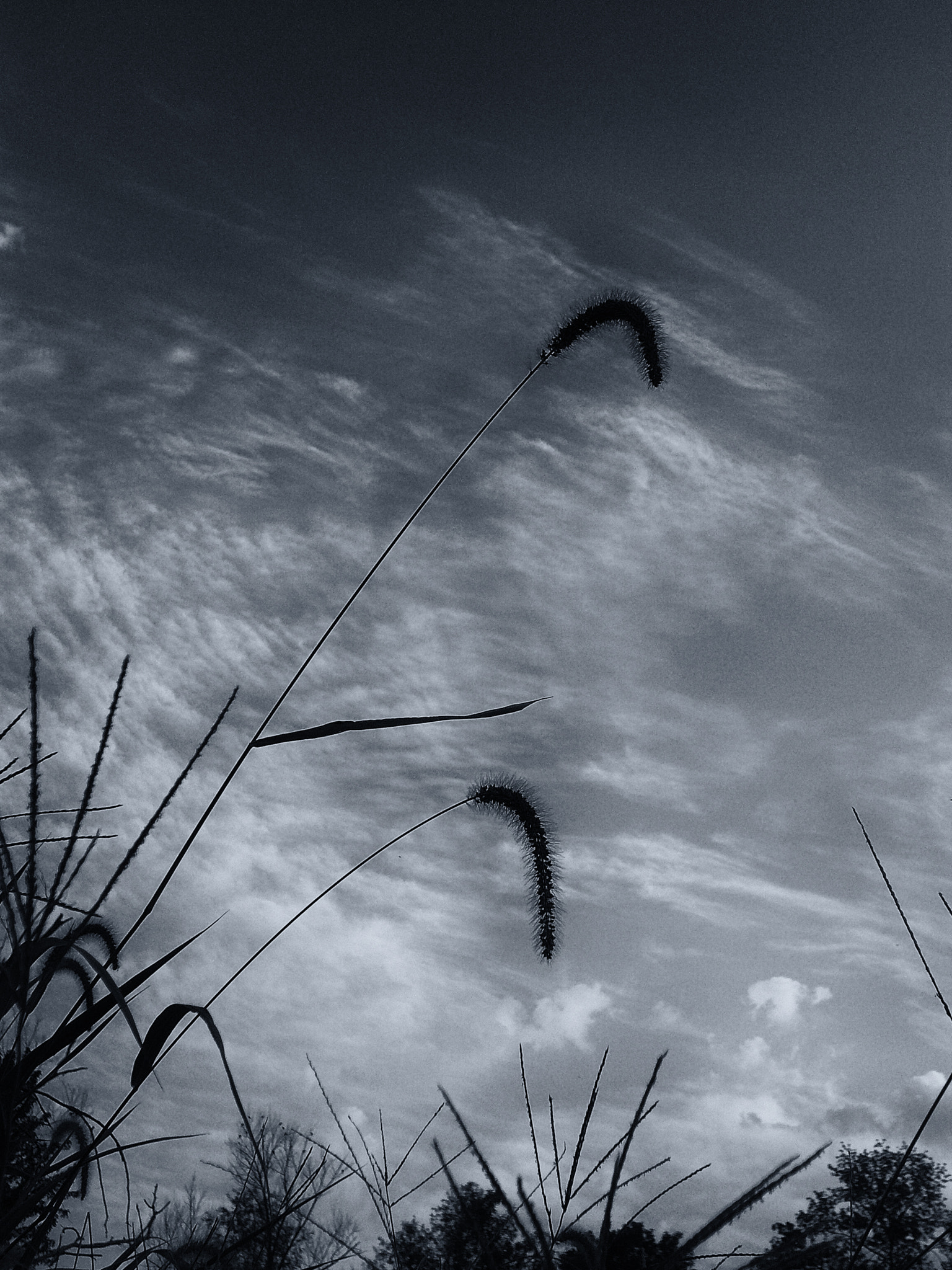 Panasonic DMC-FX07 sample photo. Tall grass photography