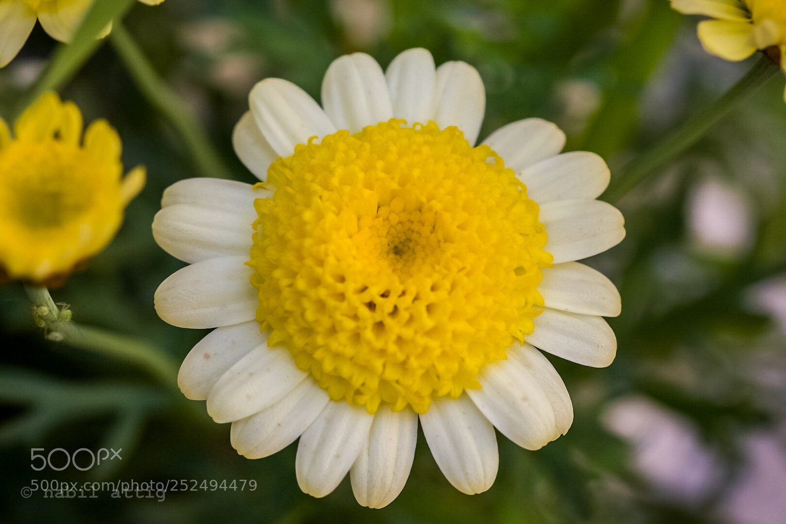Nikon D7200 sample photo. Untitled photography