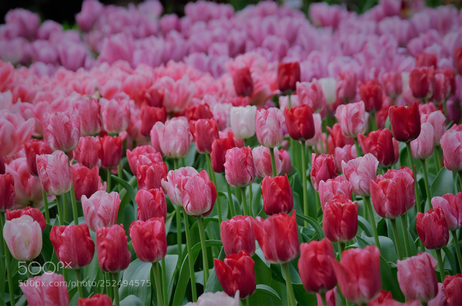 Nikon D7000 sample photo. Tulipmania singapura... photography