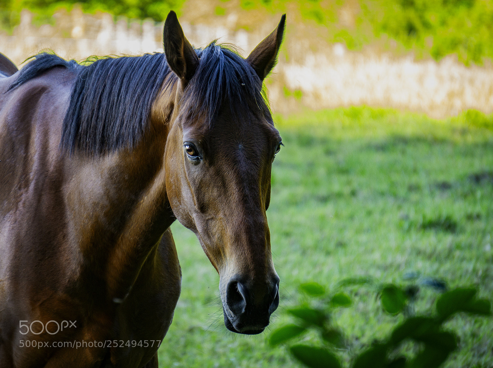 Sony a6000 sample photo. Just a horse photography