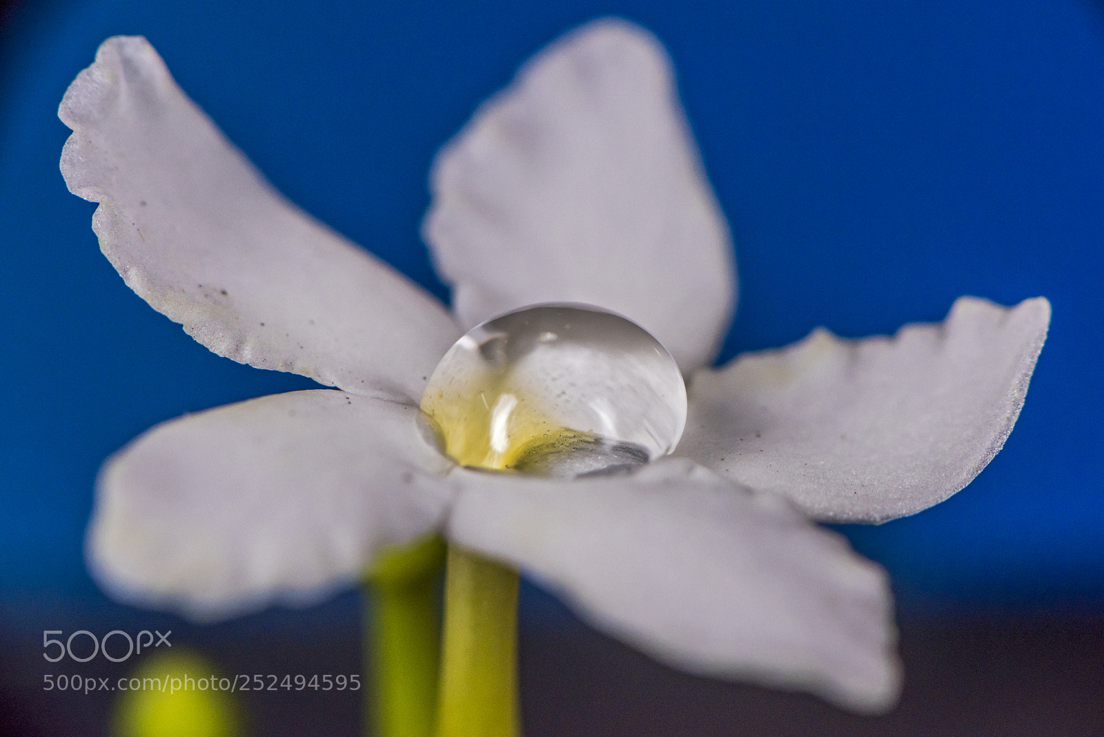 Nikon D810 sample photo. Drop of water on photography