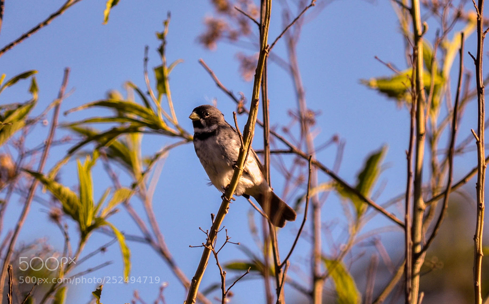 Nikon D5000 sample photo. Coleirinho (sporophila caerulescens) photography