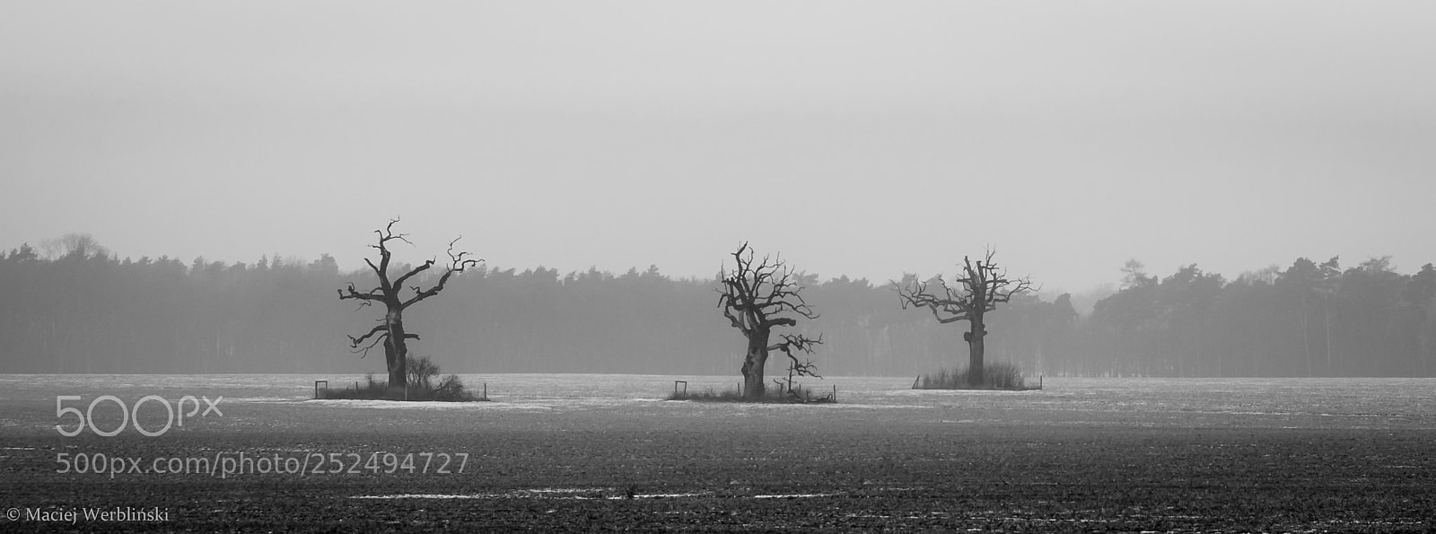 Pentax K-50 sample photo. B&w oaks photography
