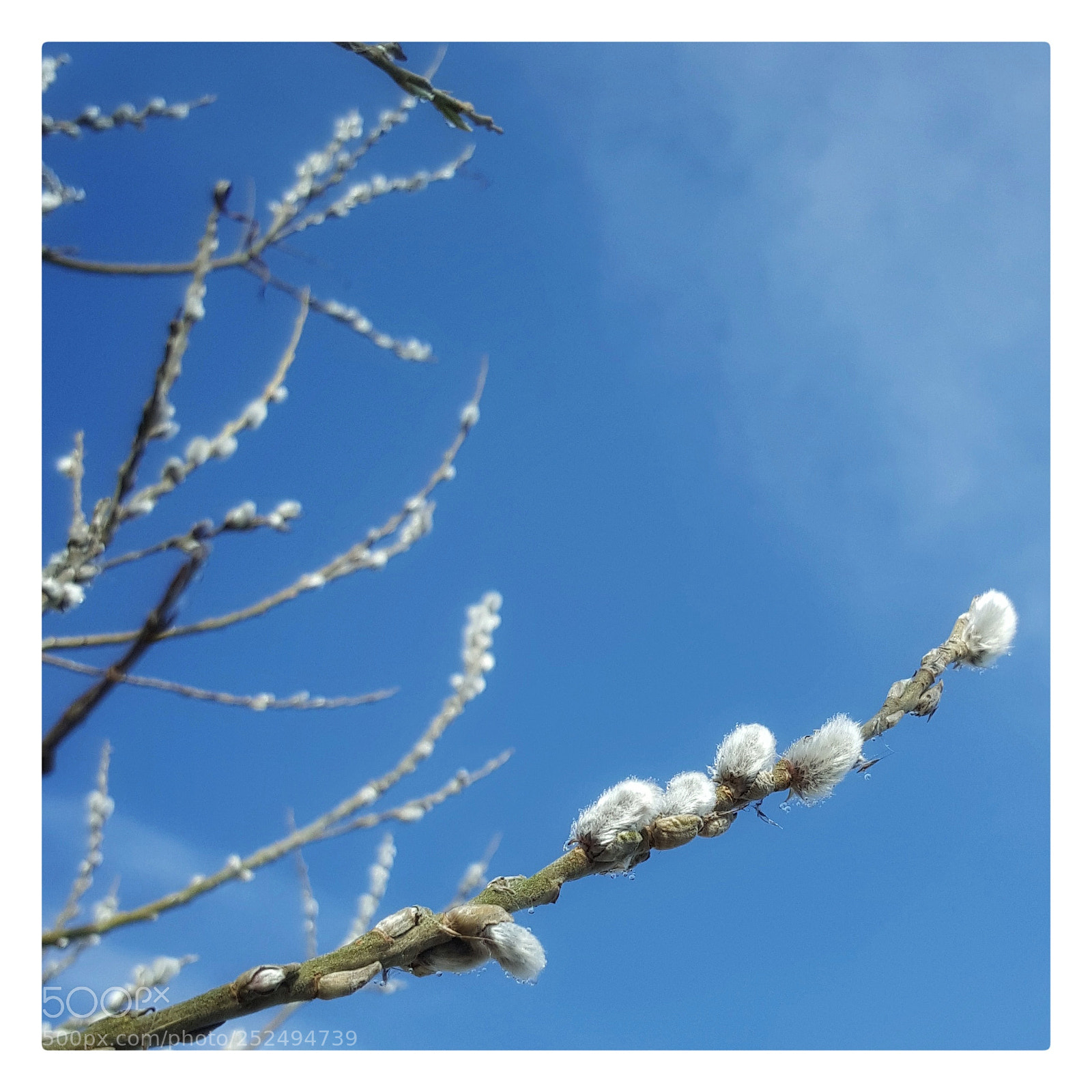 Samsung Galaxy S6 sample photo. • willow catkins • photography