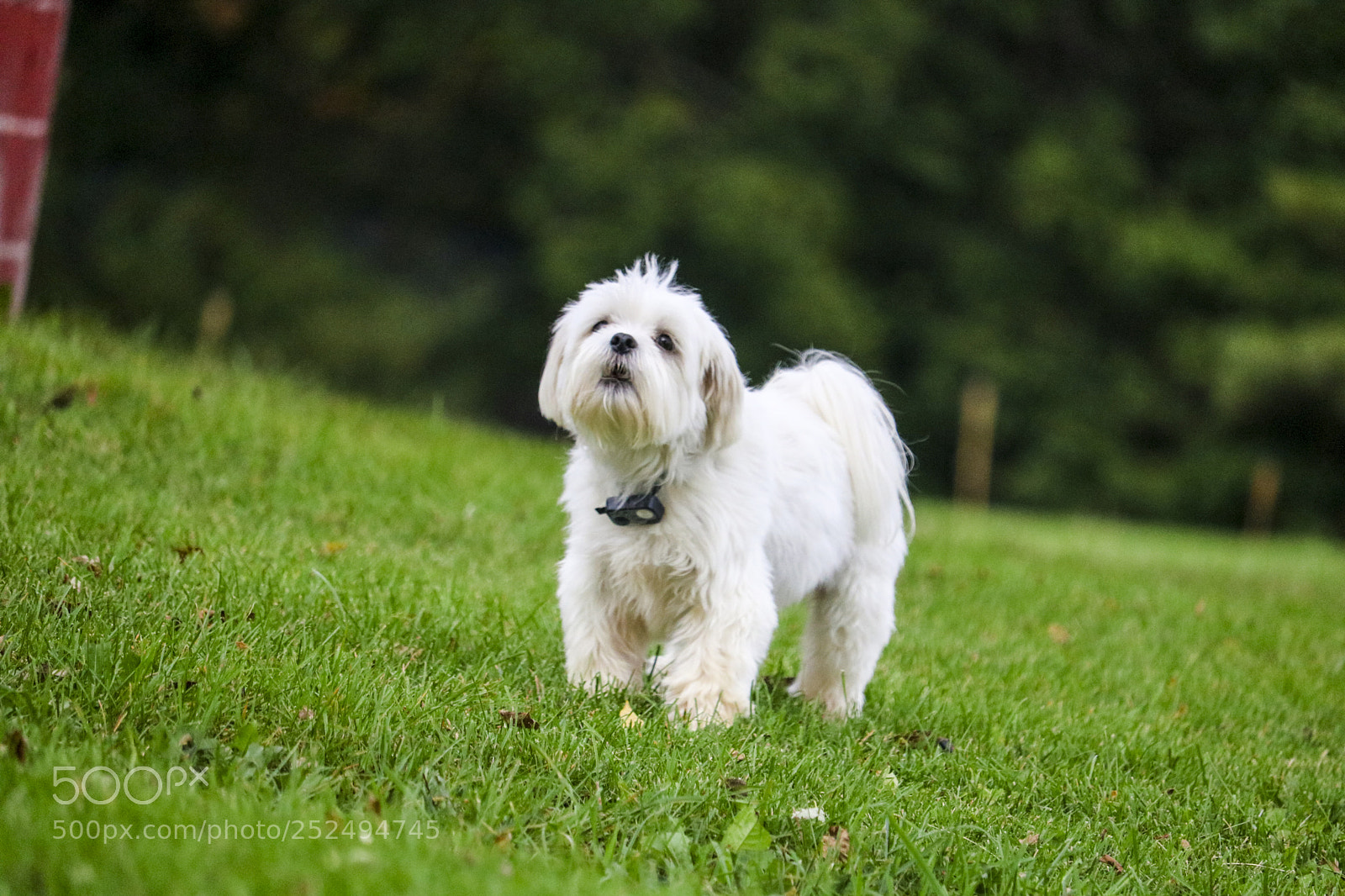 Canon EOS 750D (EOS Rebel T6i / EOS Kiss X8i) sample photo. White pet photography