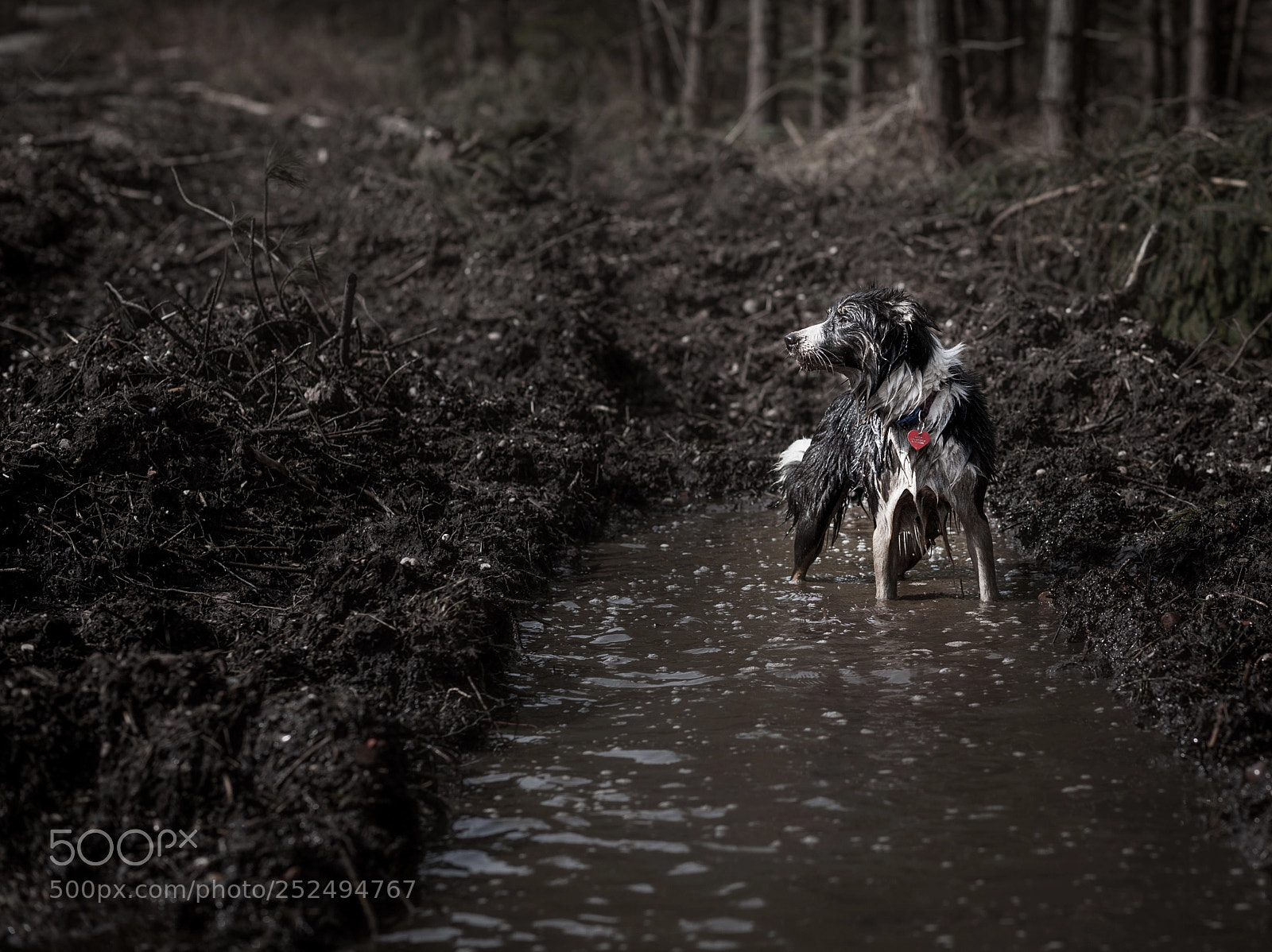 Canon EOS 5D sample photo. Border collie mud bath photography