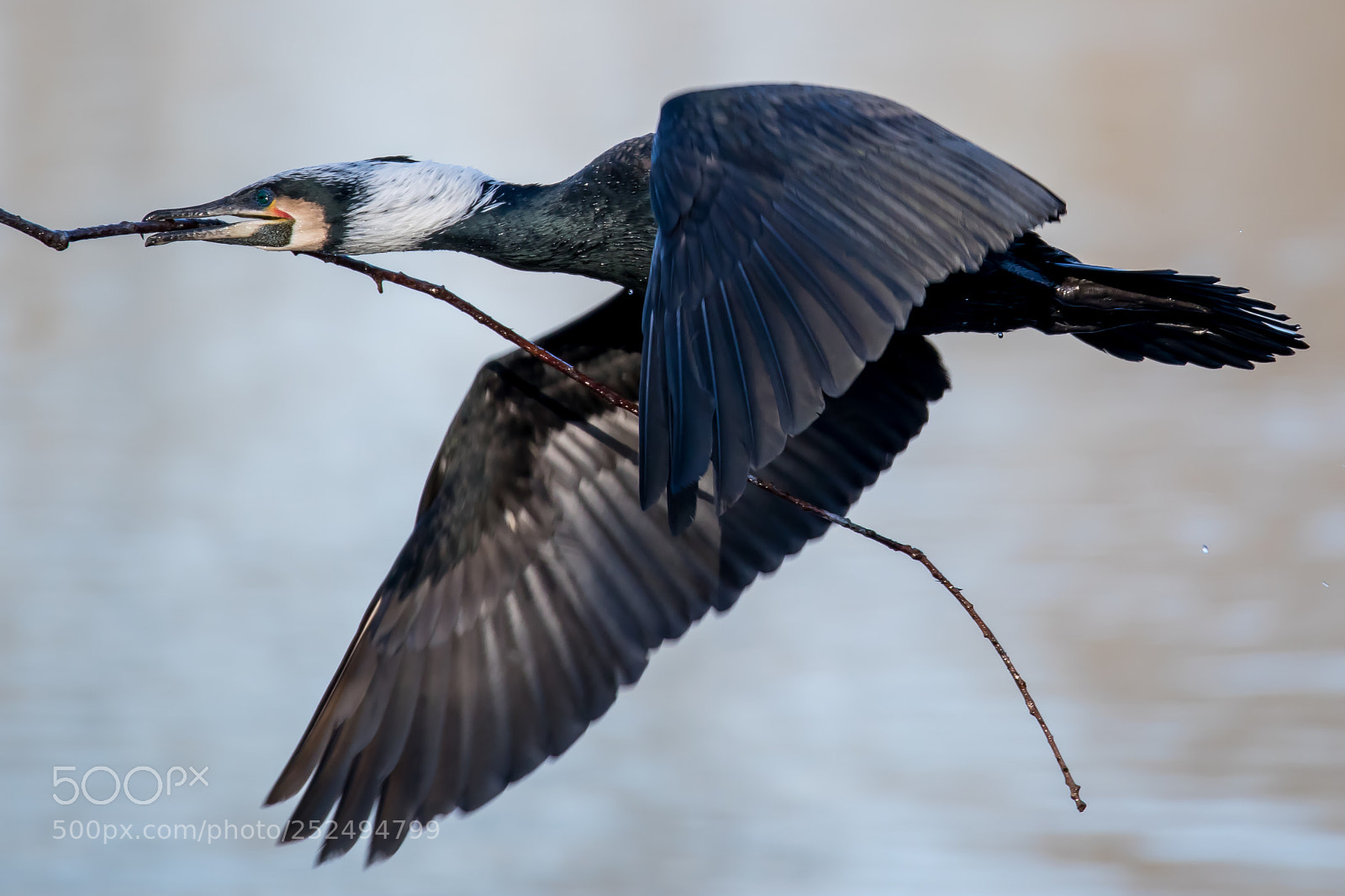 Canon EOS 5D Mark IV sample photo. Cormorant photography
