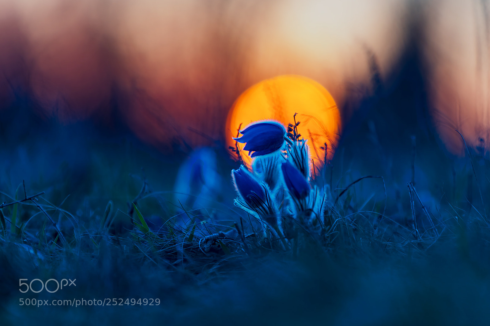 Canon EOS 6D Mark II sample photo. Sun set photography