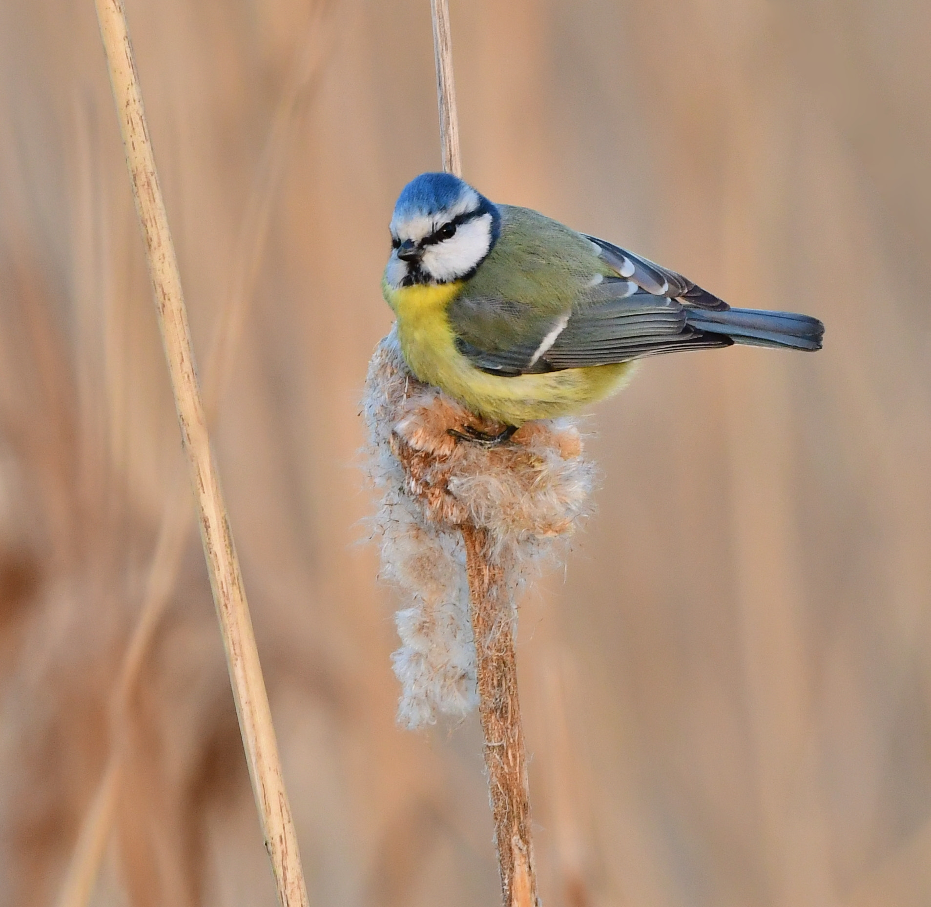 Nikon D500 + Nikon AF-S Nikkor 500mm F4G ED VR sample photo. Pimpelmees photography