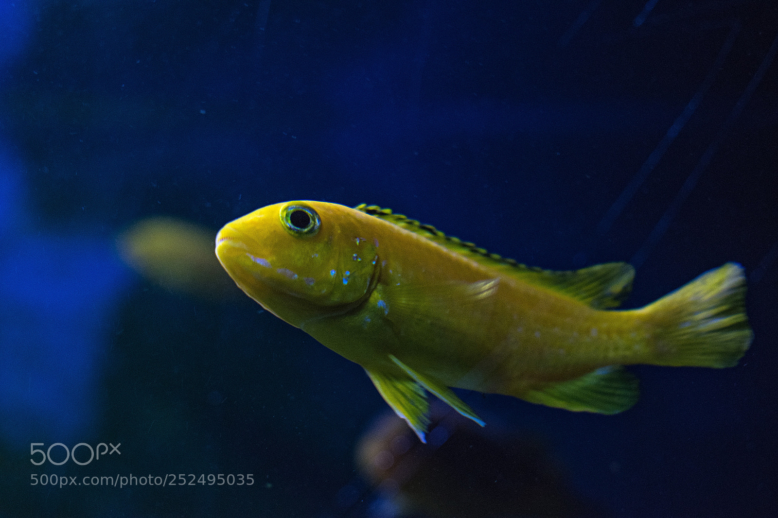 Nikon D3300 sample photo. Golden fish photography