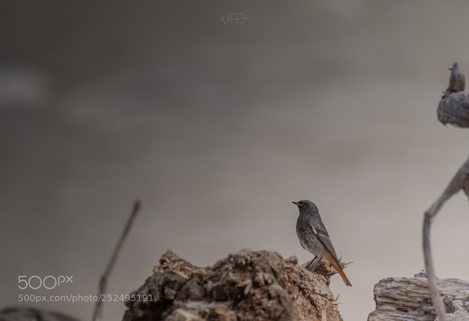Nikon D500 sample photo. Black redstart photography
