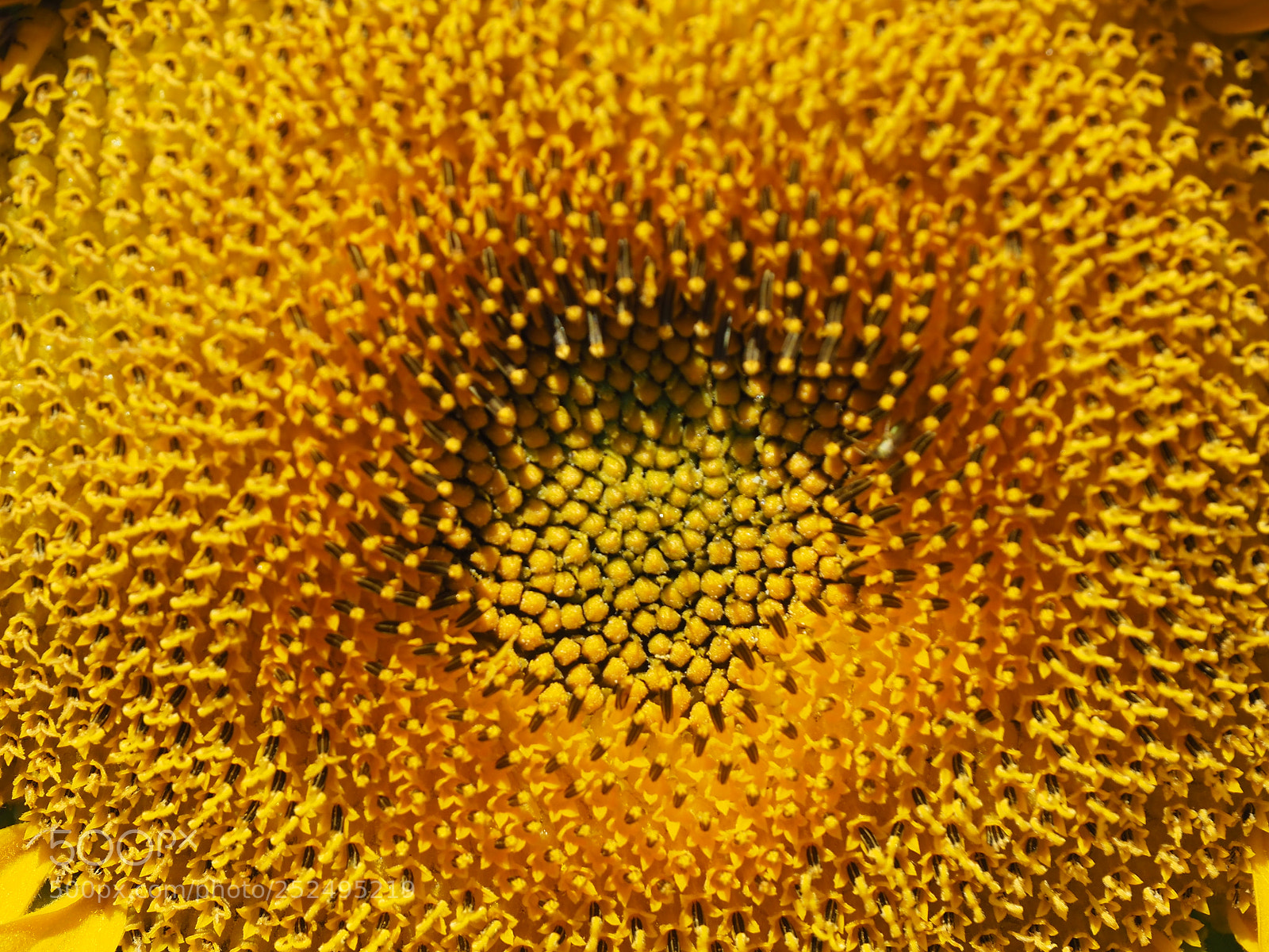 Olympus OM-D E-M5 II sample photo. Helianthus annuus photography