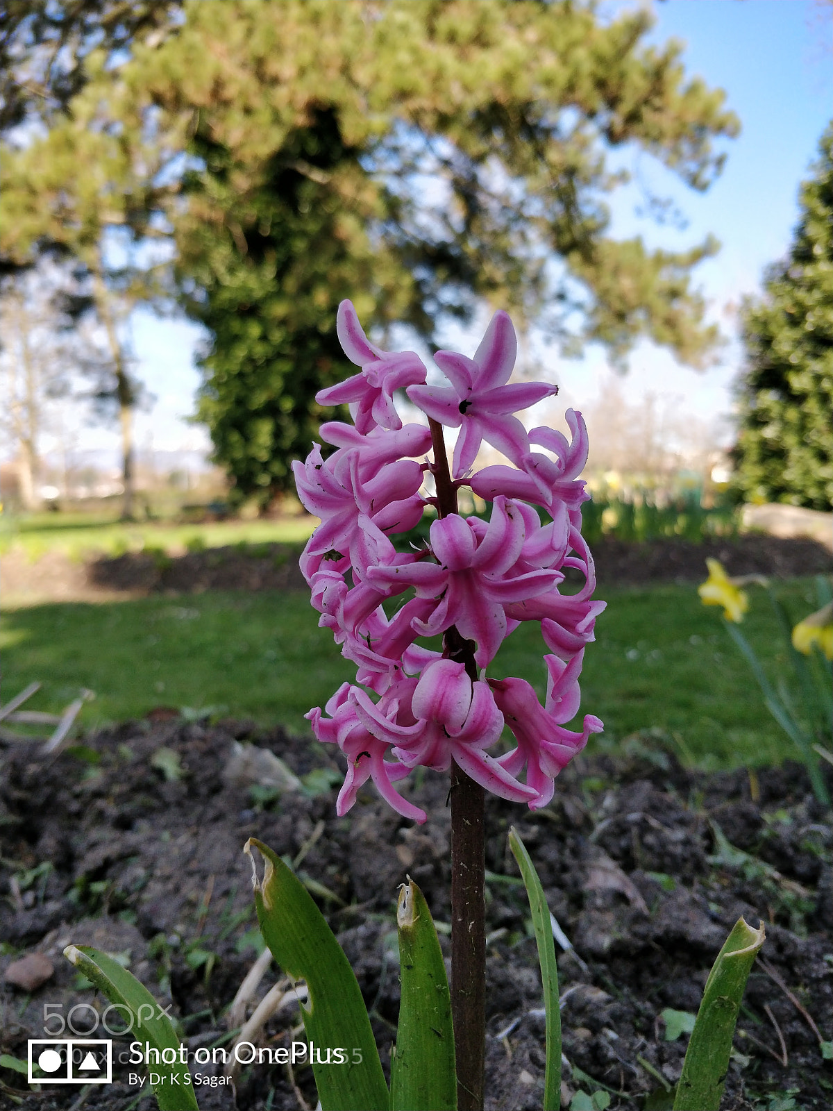 OnePlus 5T sample photo. Pink bloom photography